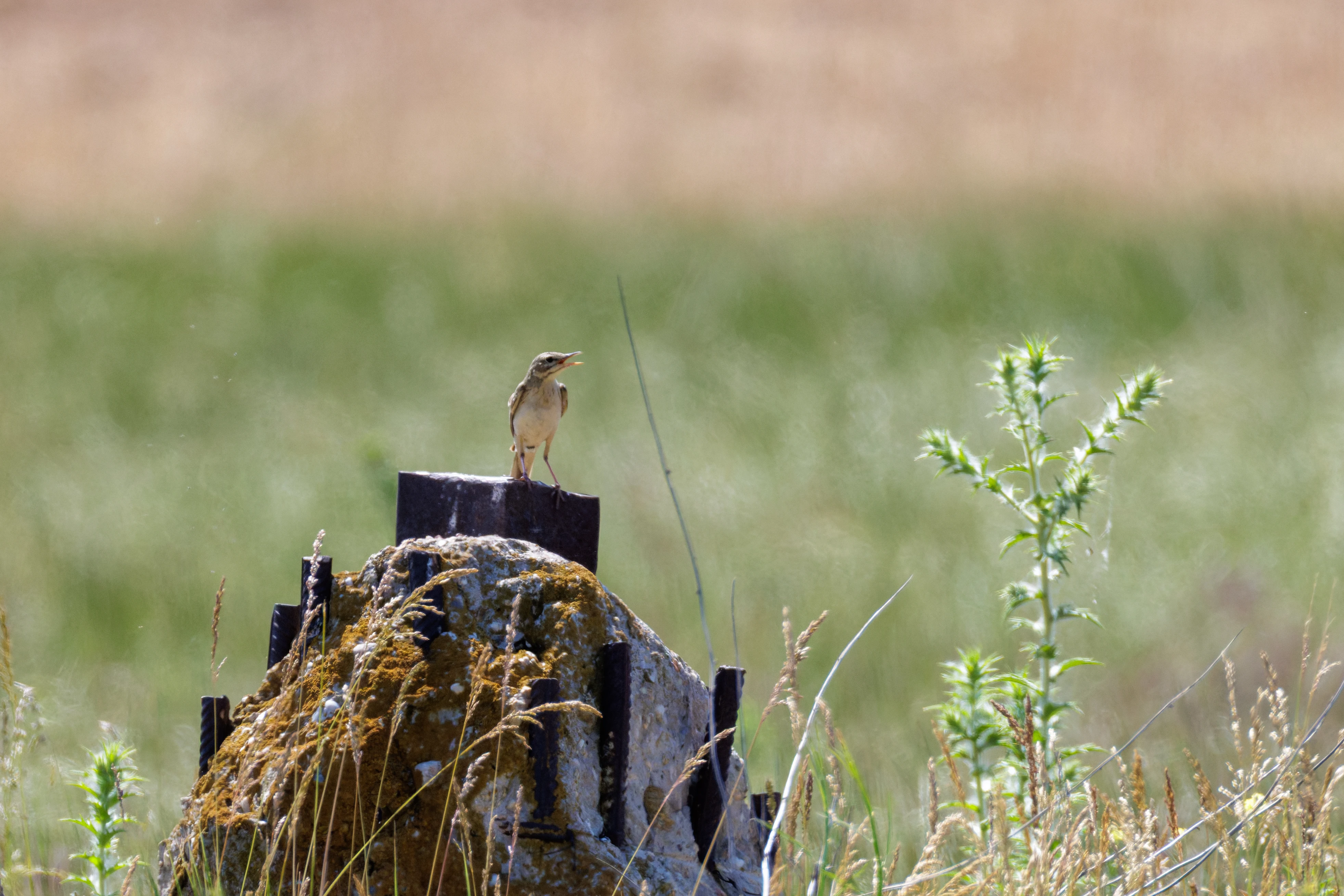 Tawny pipit, Romanian Steppe, Romania — photo by Orlando Prugel-Bennett