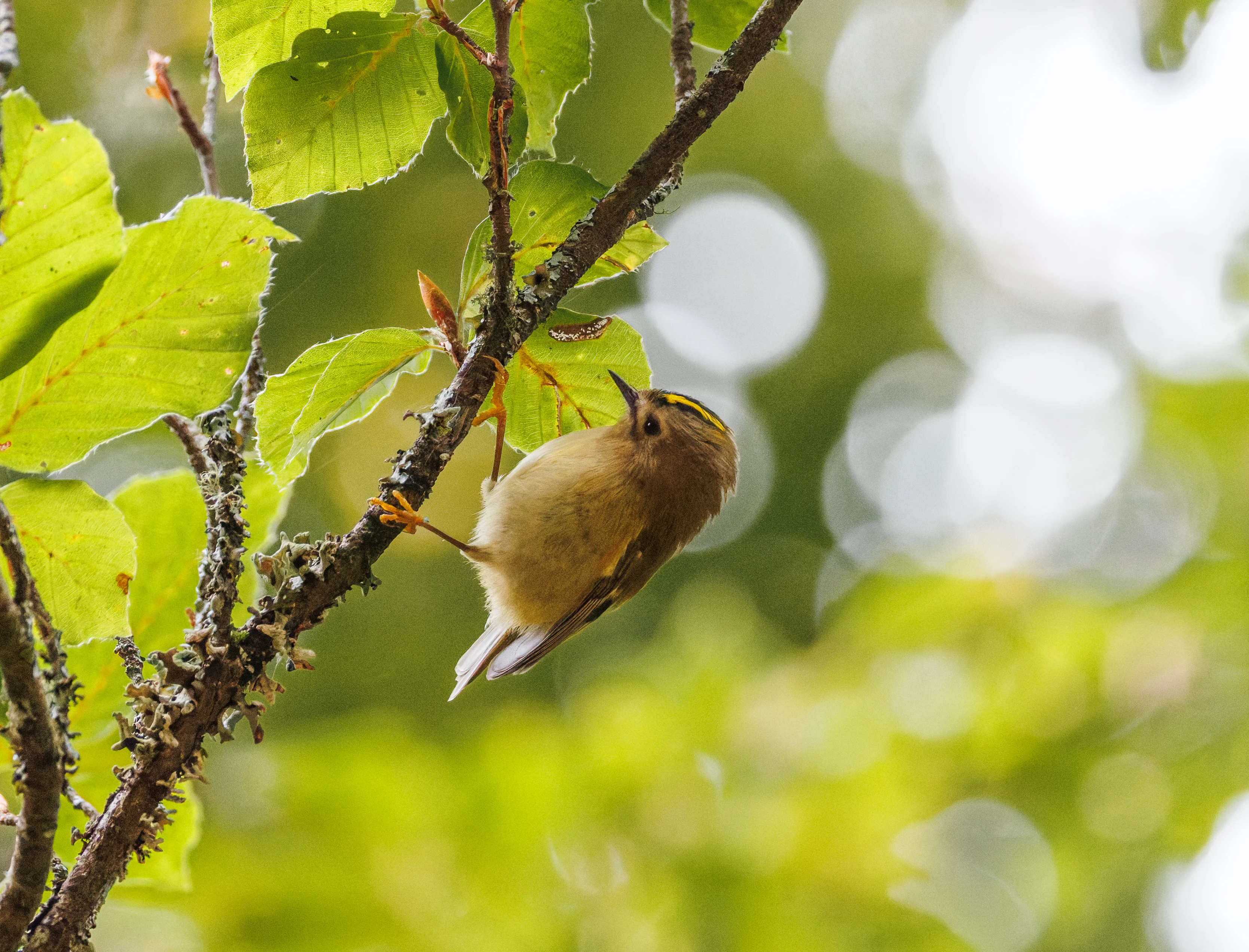 Goldcrest, Acres Down, Hampshire, UK — photo by Orlando Prugel-Bennett
