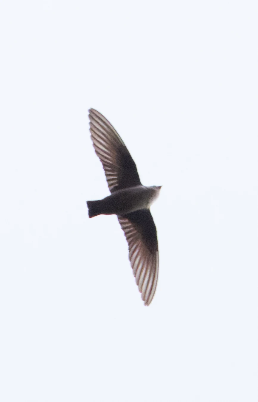 Crag Martin, Transylvania, Romania — photo by Orlando Prugel-Bennett