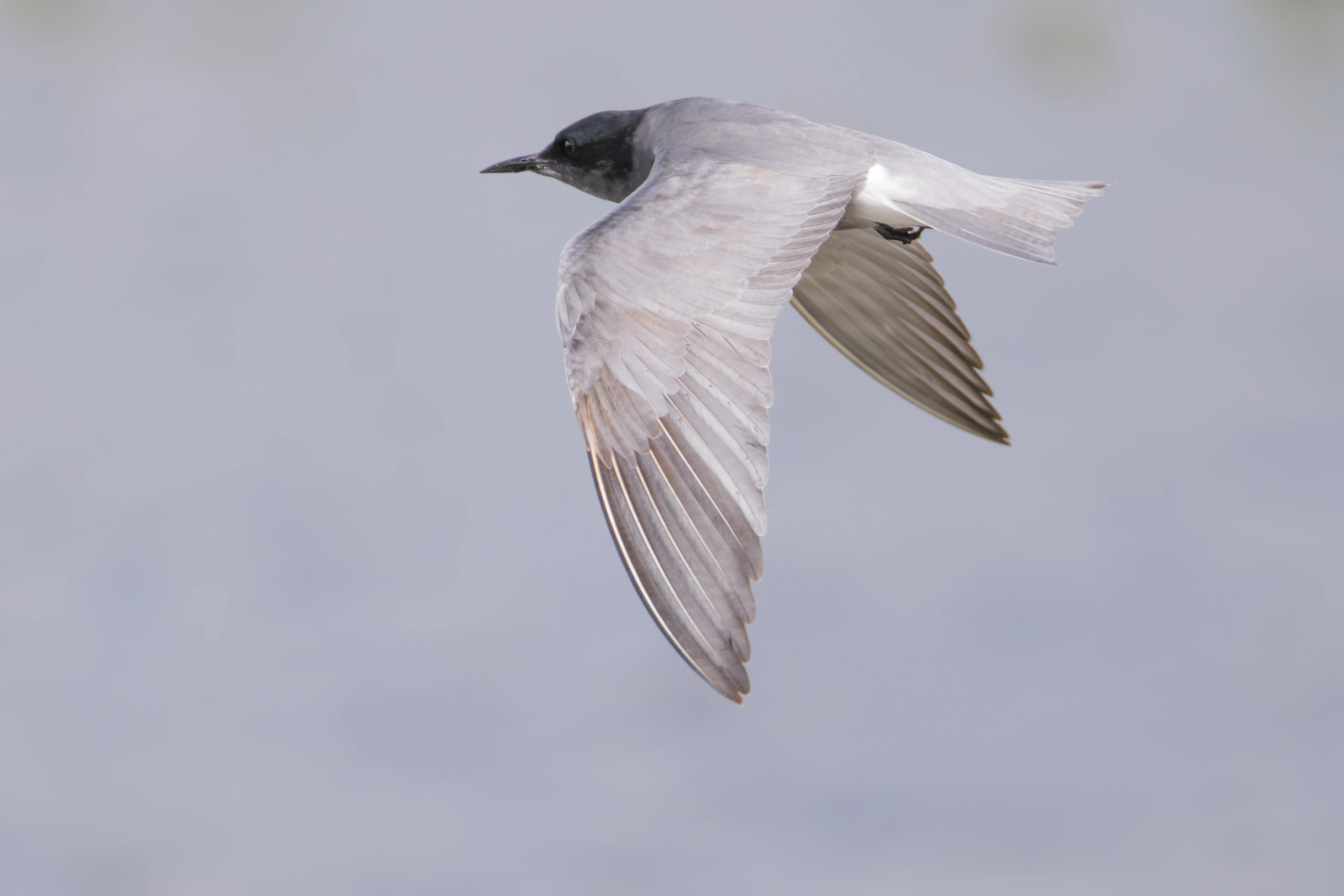 Black Tern, Romania — photo by Orlando Prugel-Bennett