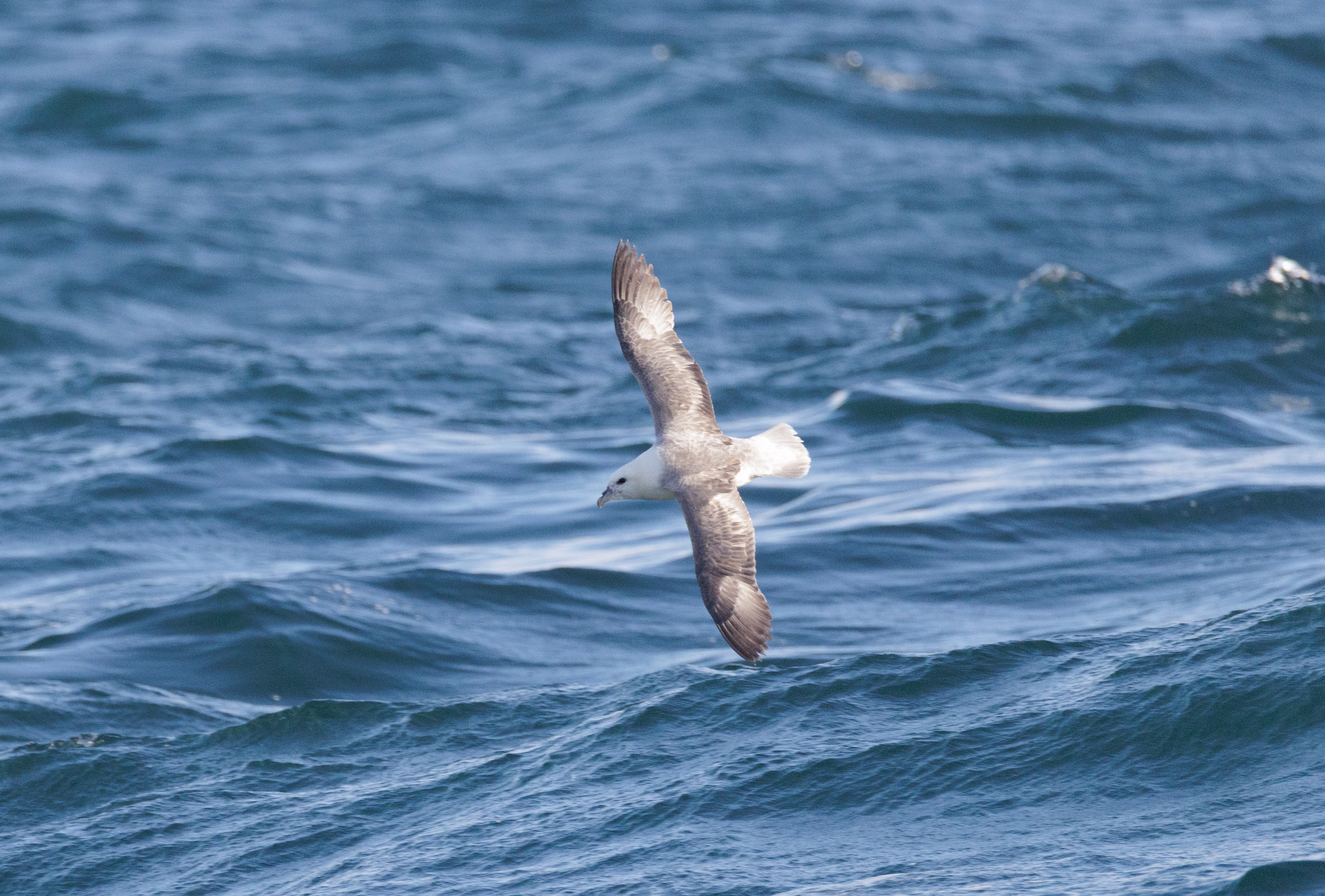 Northern Fulmar, Cornwall, UK — photo by Orlando Prugel-Bennett