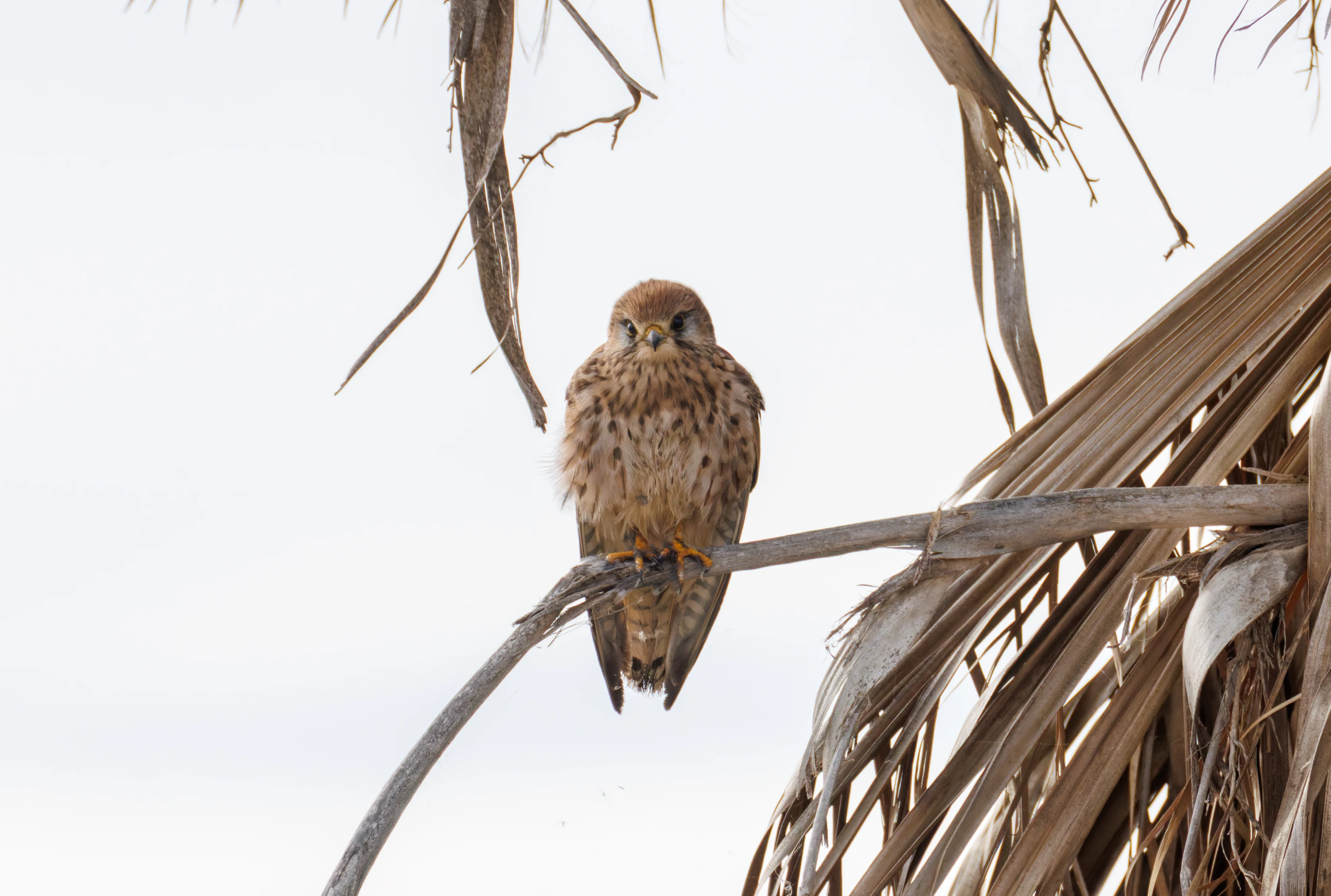 Kestrel, El Hondo, Spain — photo by Orlando Prugel-Bennett