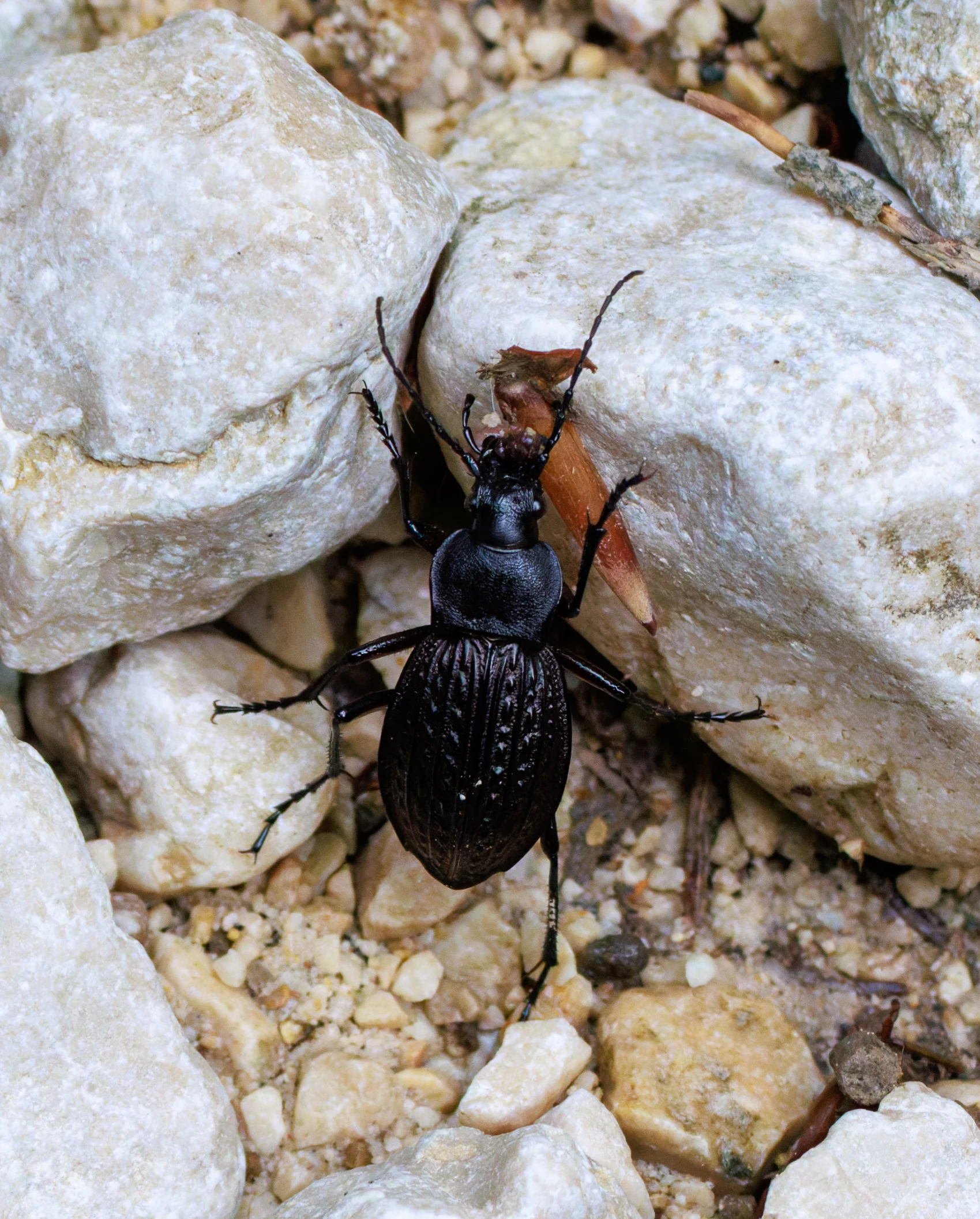 Ground beetle, Transylvania, Romania — photo by Orlando Prugel-Bennett