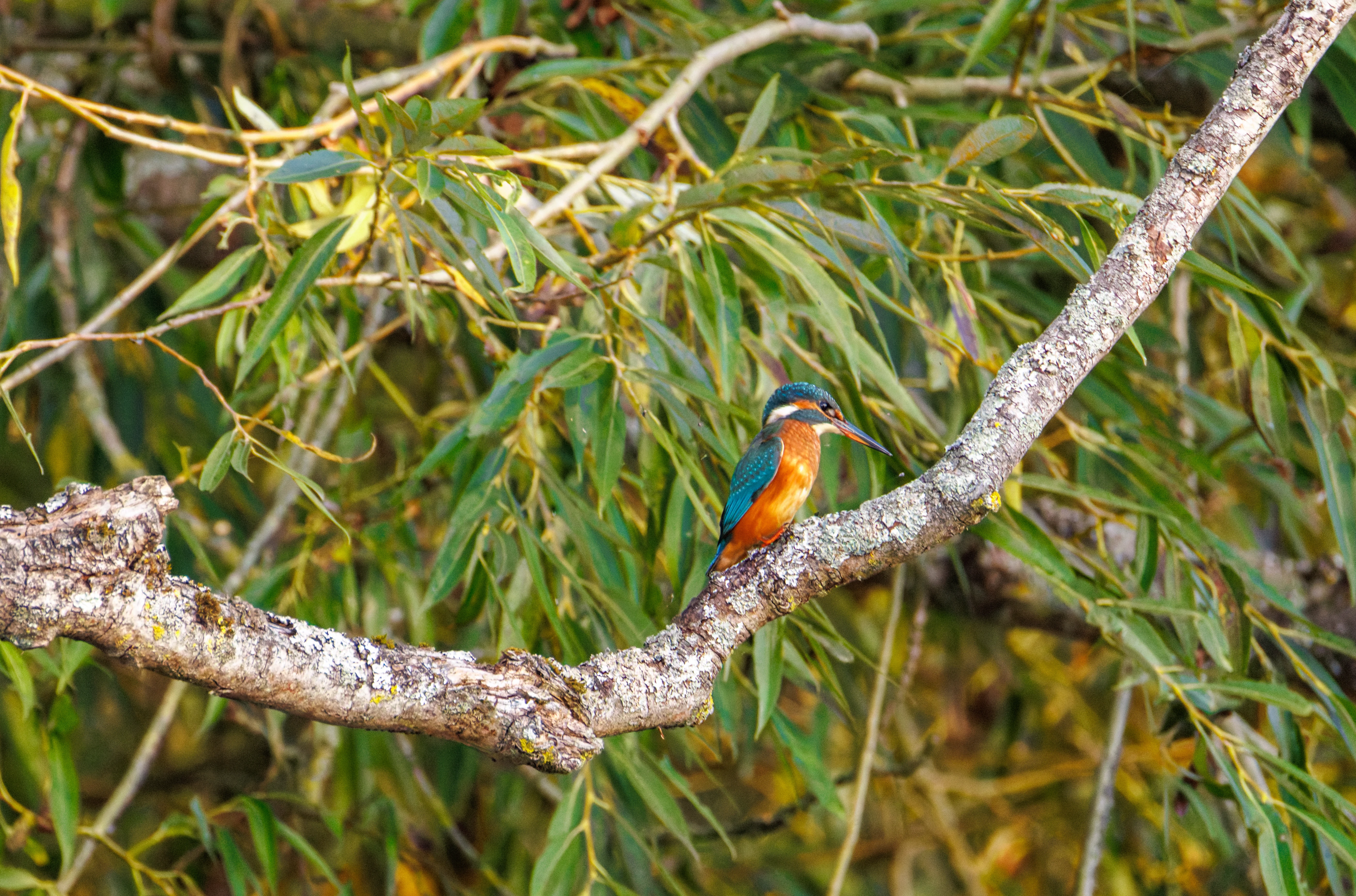 Common Kingfisher, River Thames, Goring, Oxfordshire, UK — photo by Orlando Prugel-Bennett