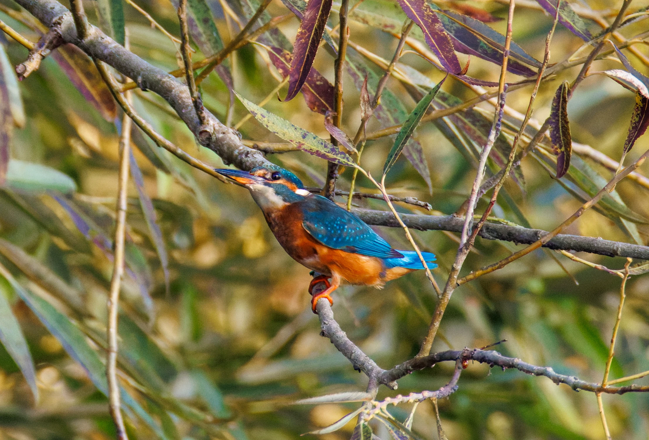 Common Kingfisher, River Thames, Goring, Oxfordshire, UK — photo by Orlando Prugel-Bennett