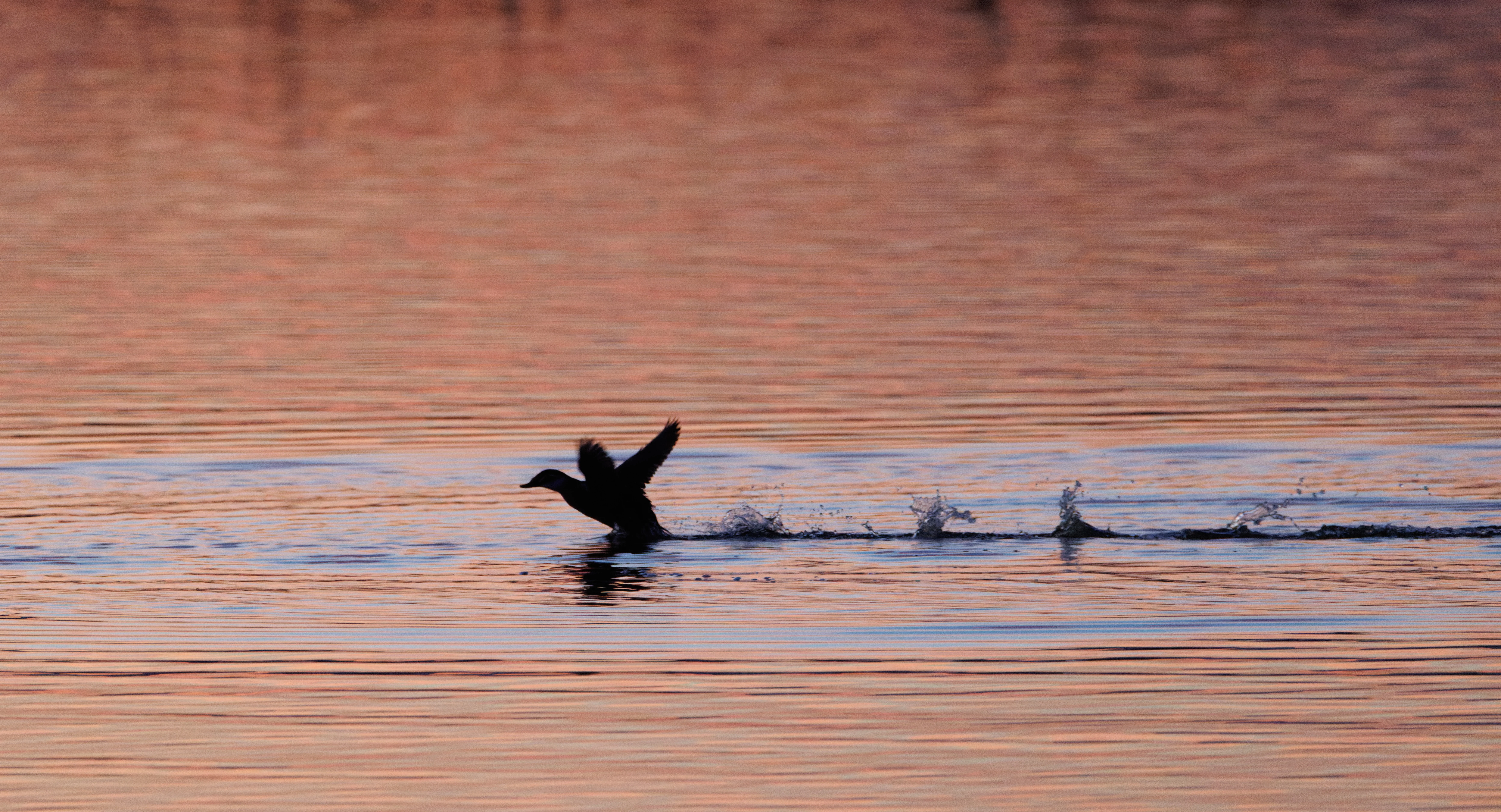 Duck at sunset, Clot De Galvany, Alicante, Spain — photo by Orlando Prugel-Bennett