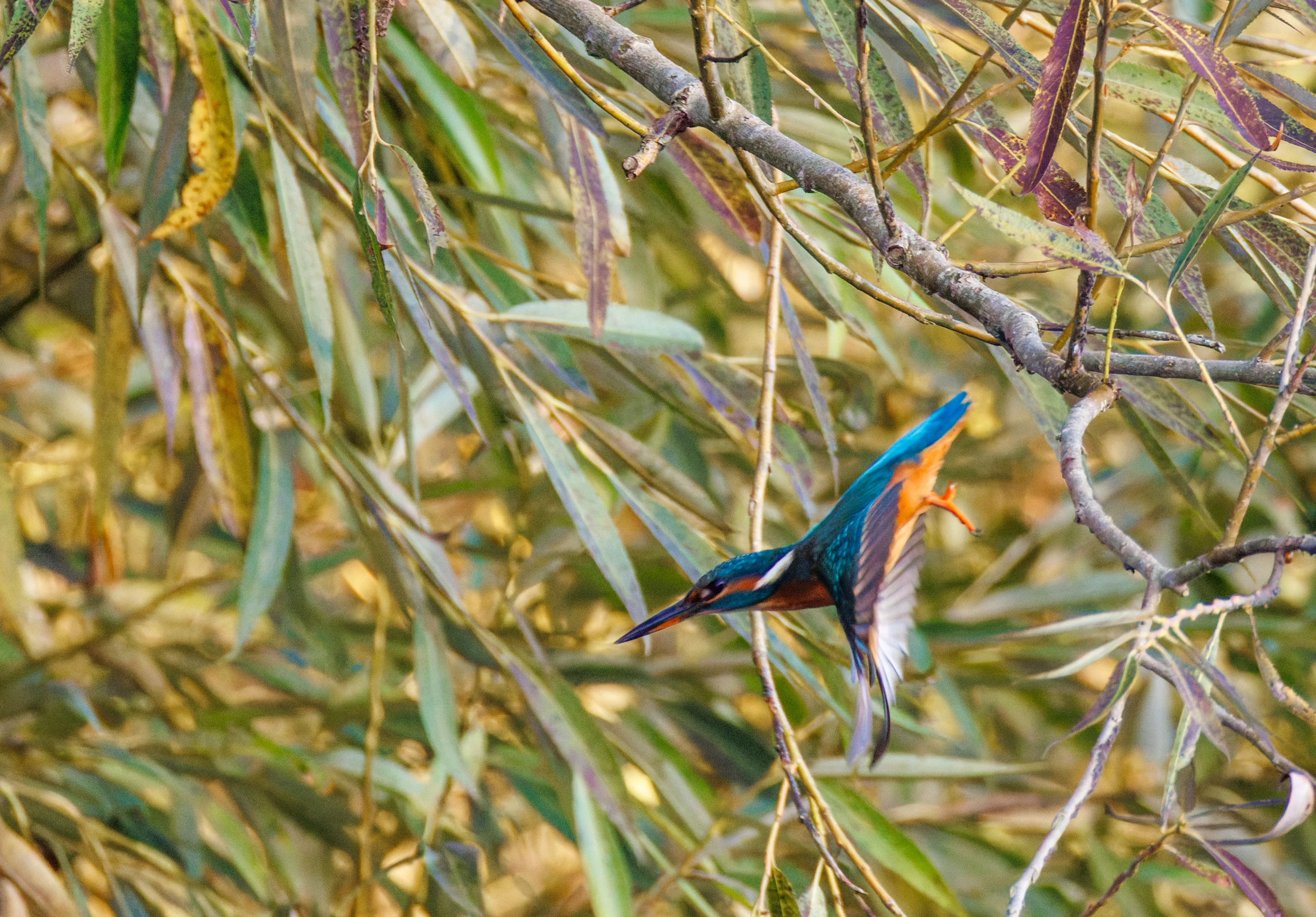 Common Kingfisher, River Thames, Goring, Oxfordshire, UK — photo by Orlando Prugel-Bennett