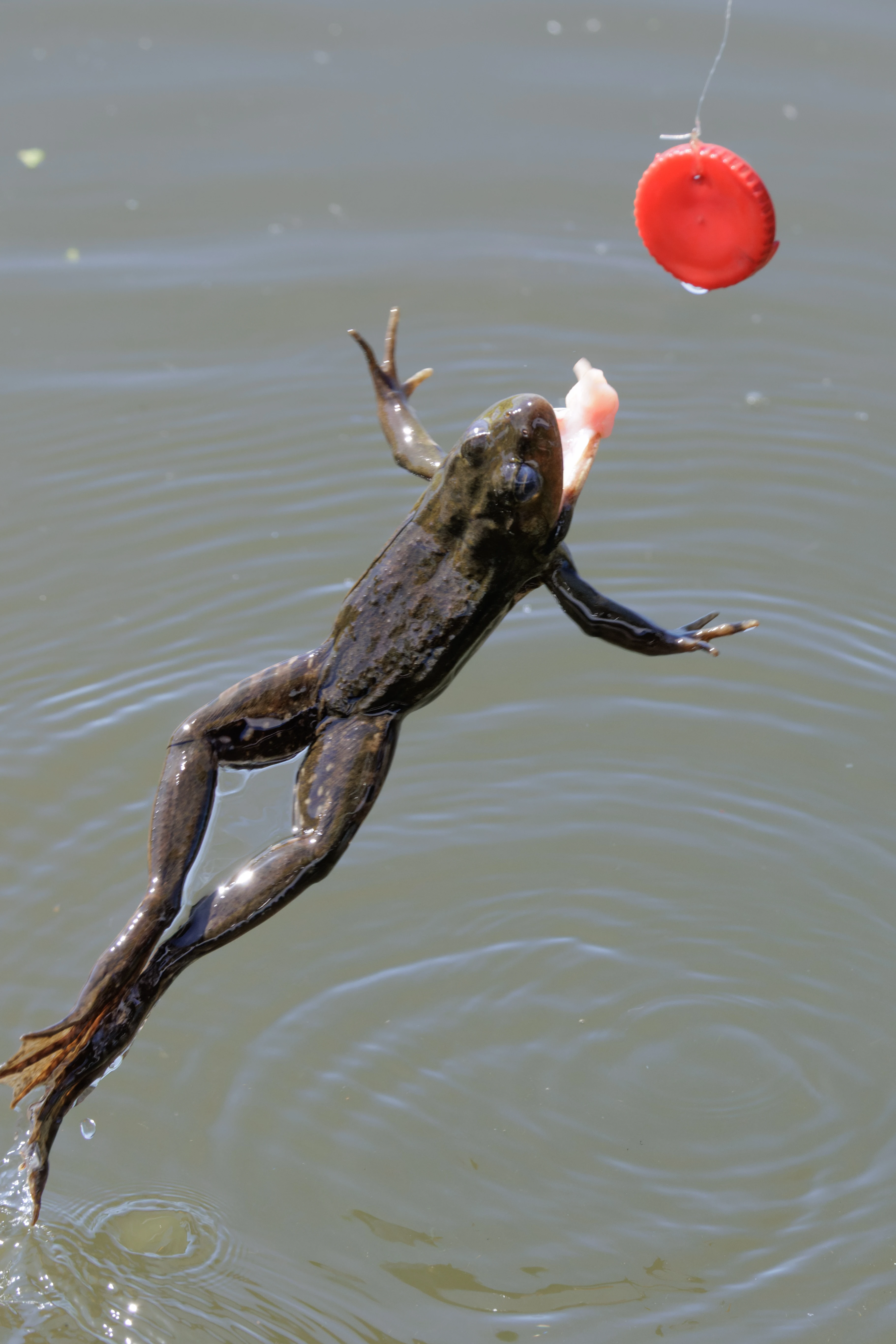 Frog, Danube Delta, Romania — photo by Orlando Prugel-Bennett
