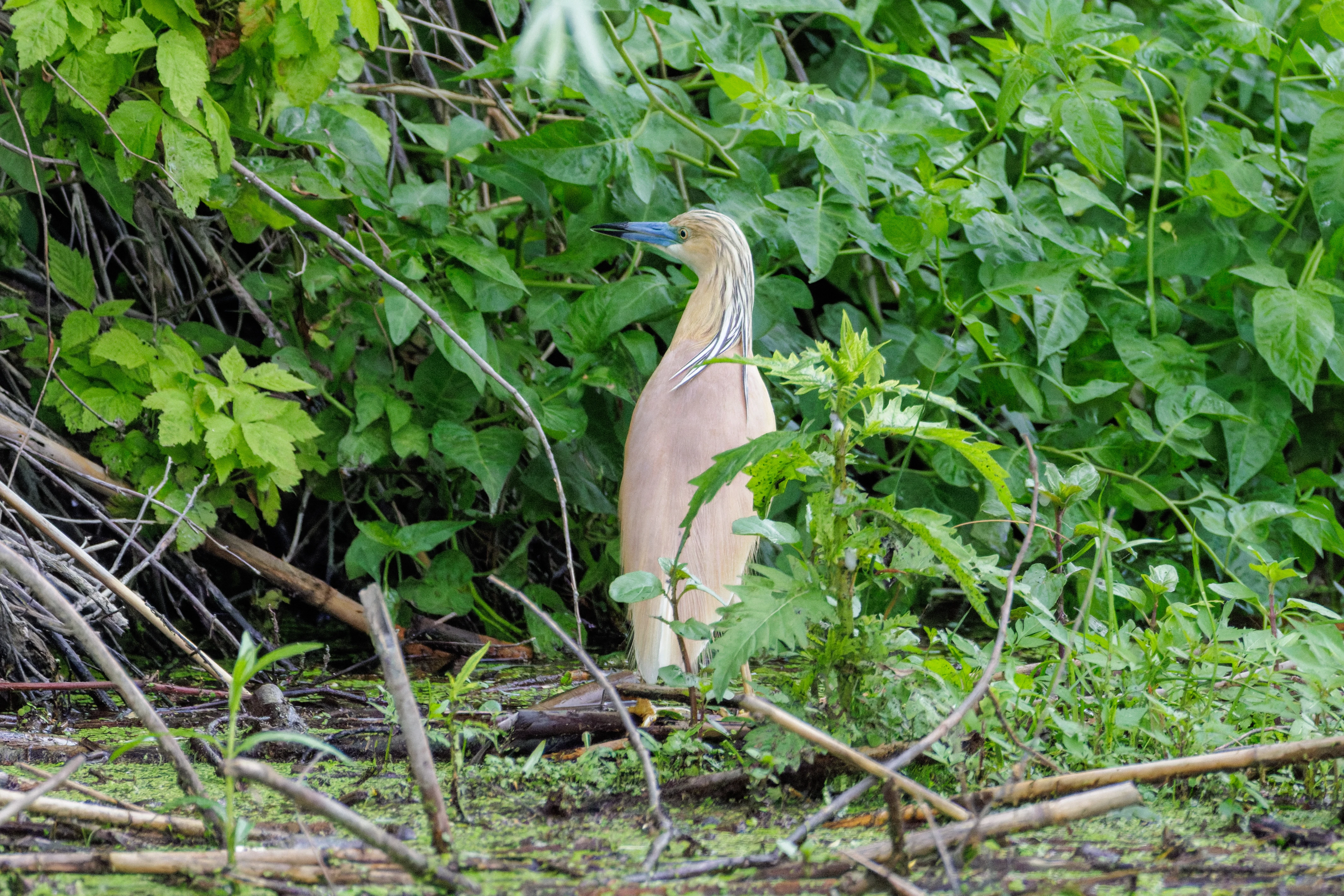 Squacco Heron, Danube Delta, Romania — photo by Orlando Prugel-Bennett
