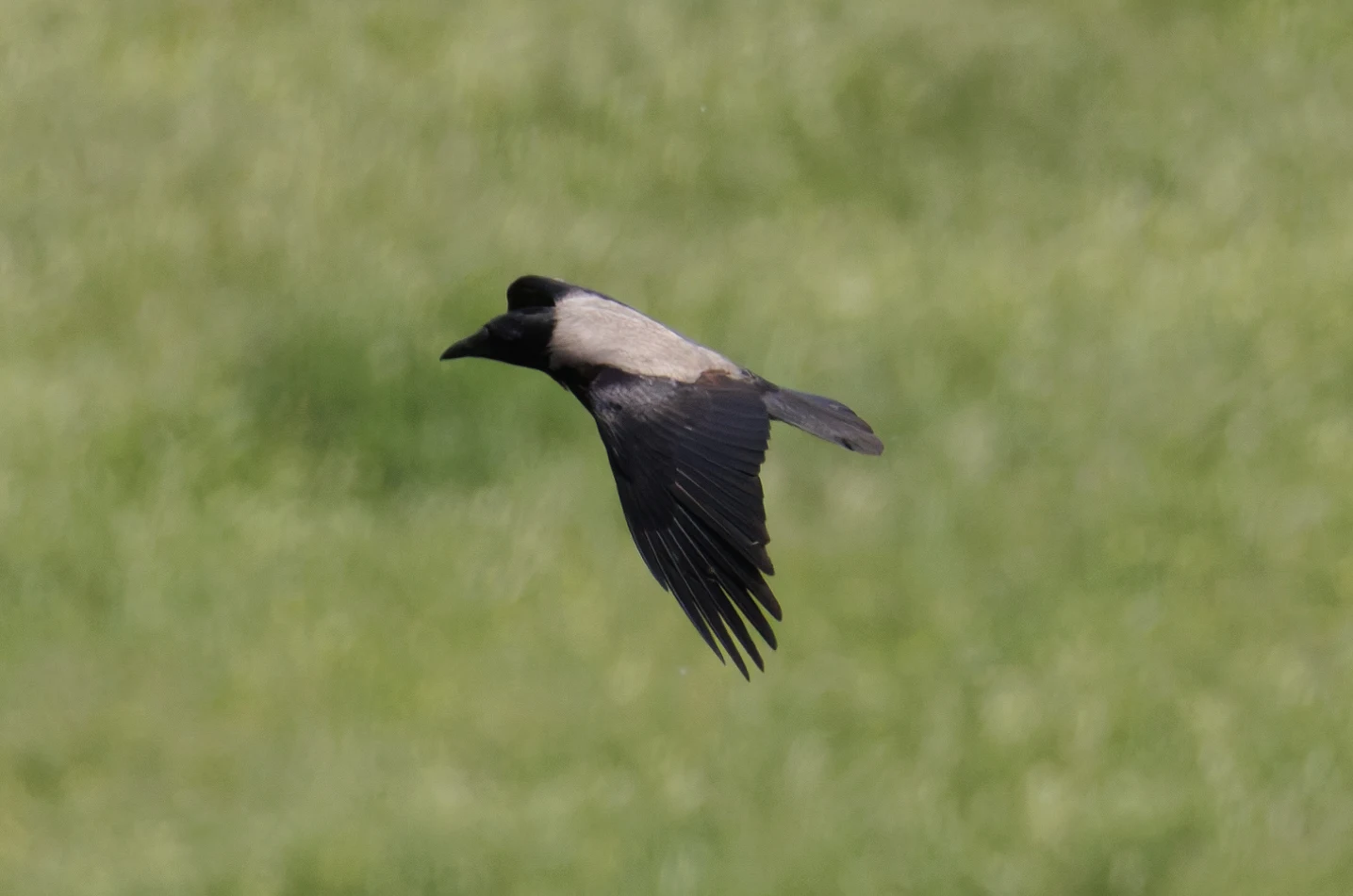 Hooded Crow, Romania — photo by Orlando Prugel-Bennett