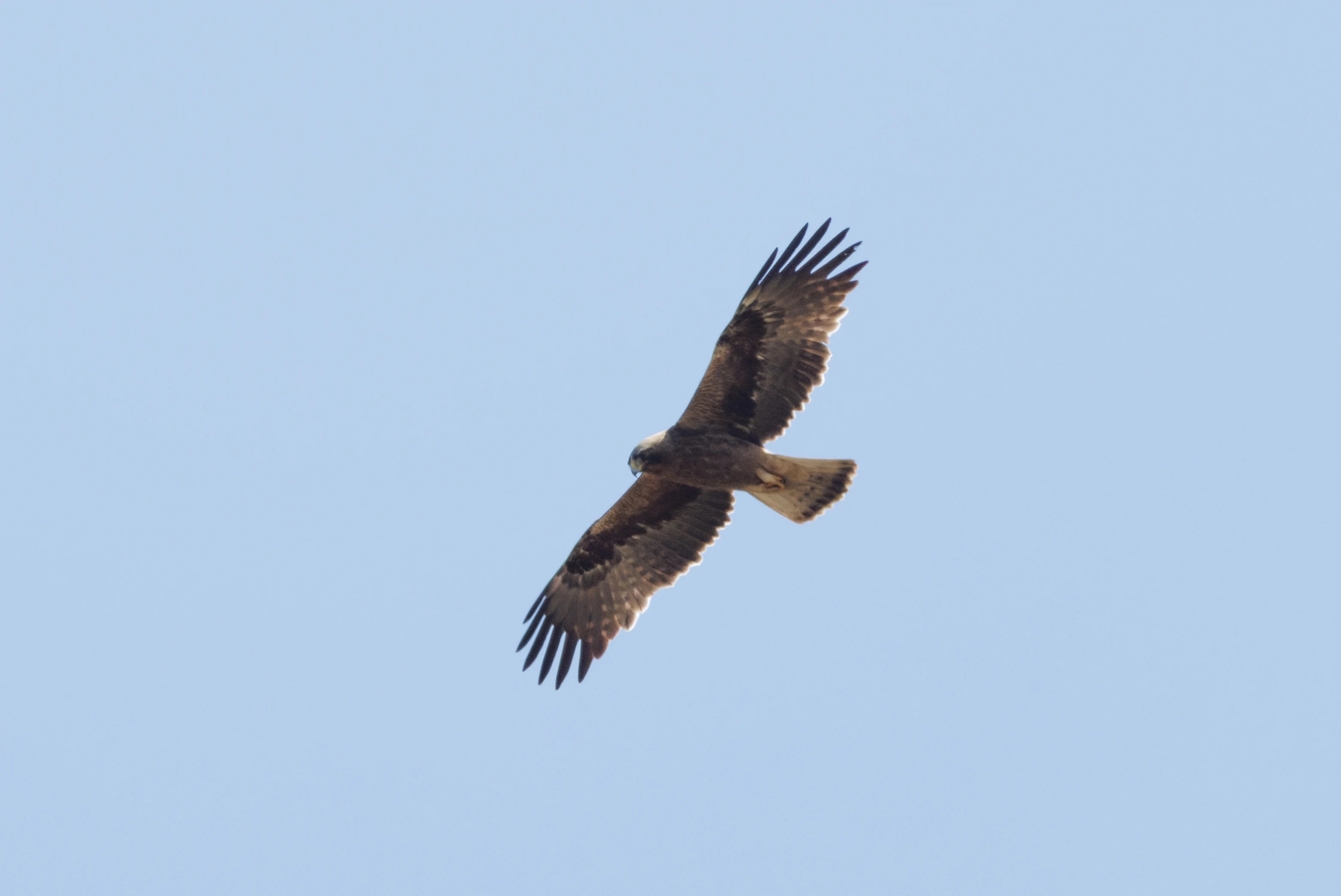 Booted Eagle, Romanian Steppe, Romania — photo by Orlando Prugel-Bennett