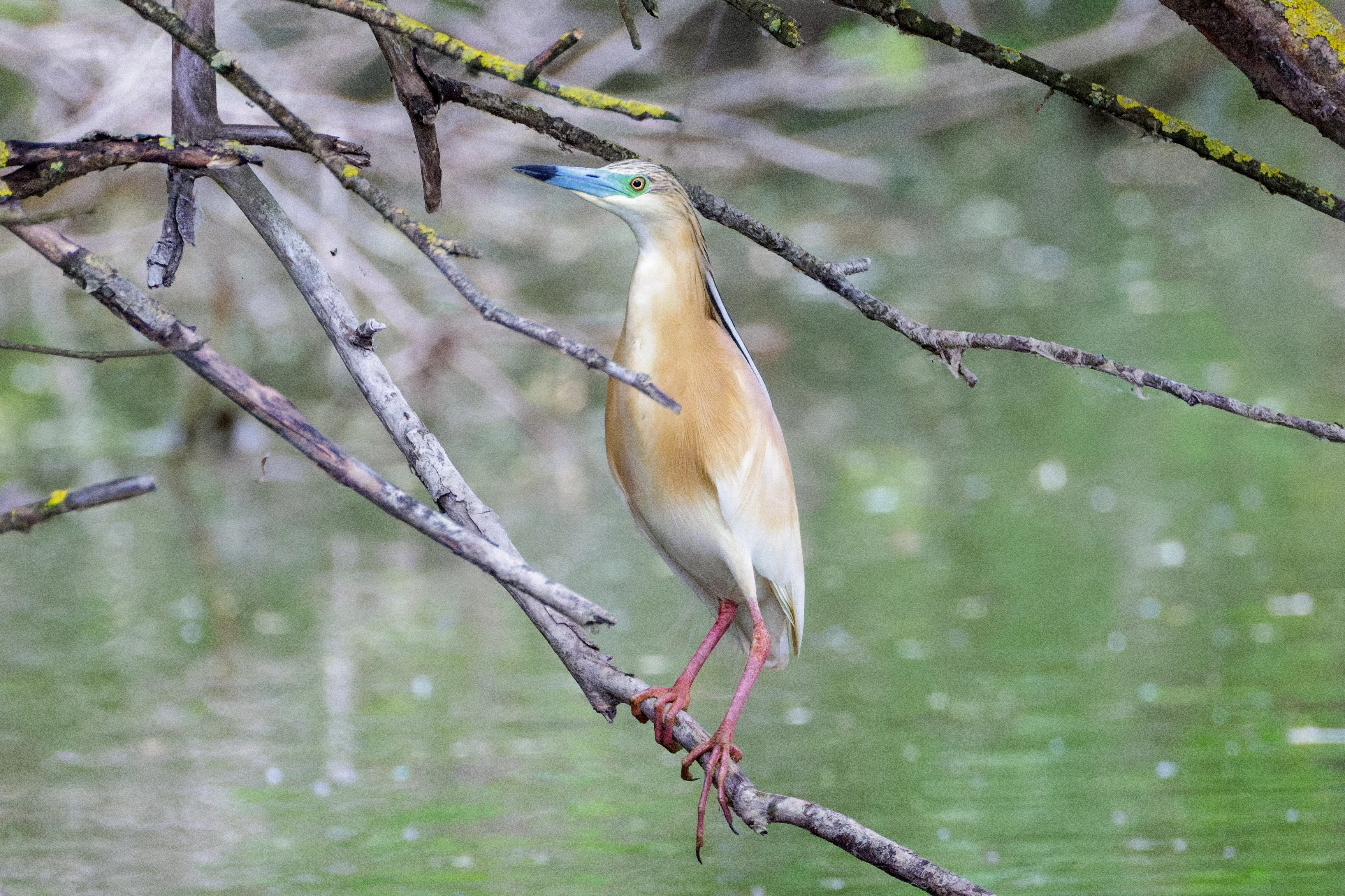 Squacco Heron, Danube Delta, Romania — photo by Orlando Prugel-Bennett