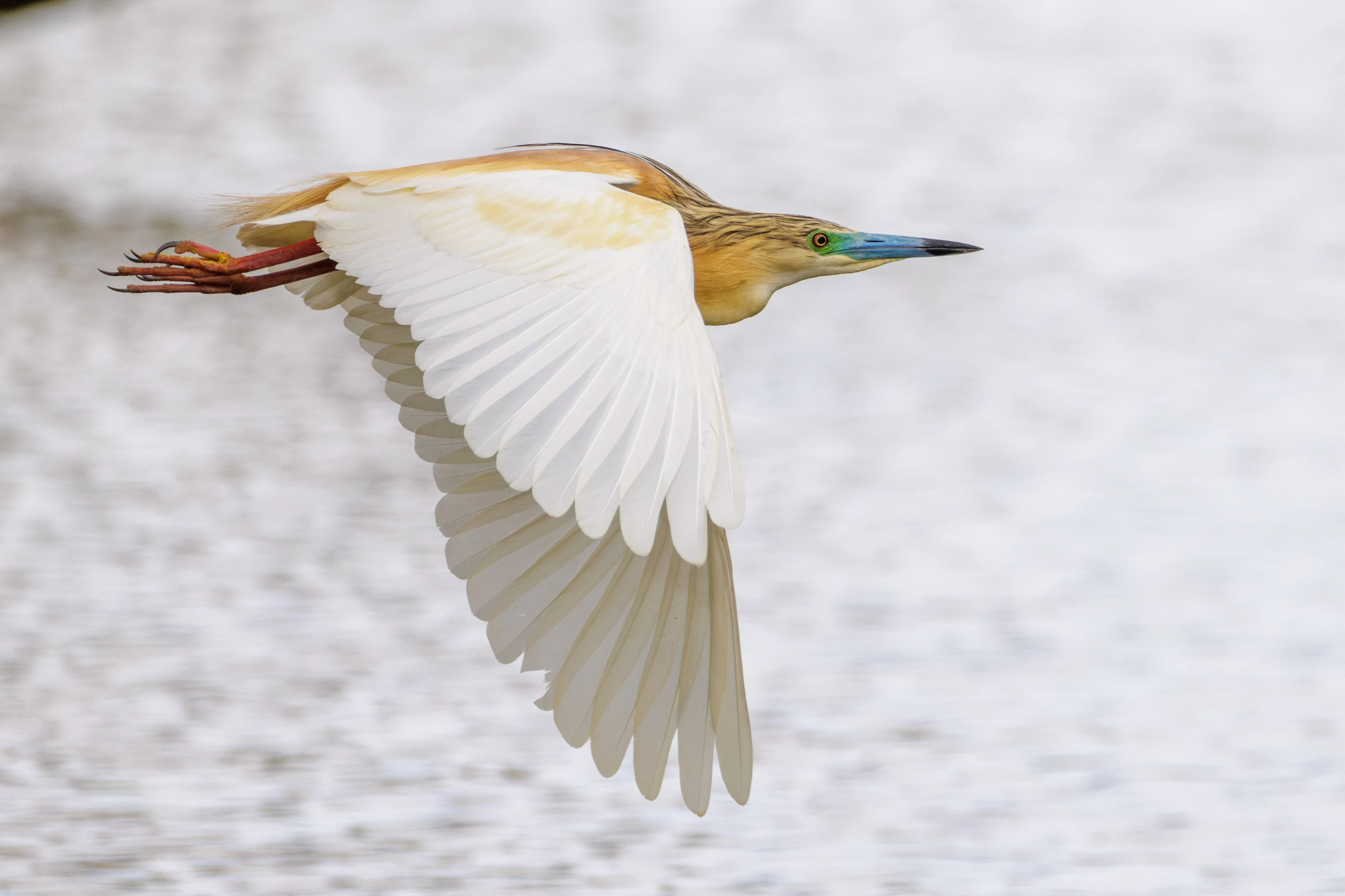 Squacco Heron, Danube Delta, Romania — photo by Orlando Prugel-Bennett