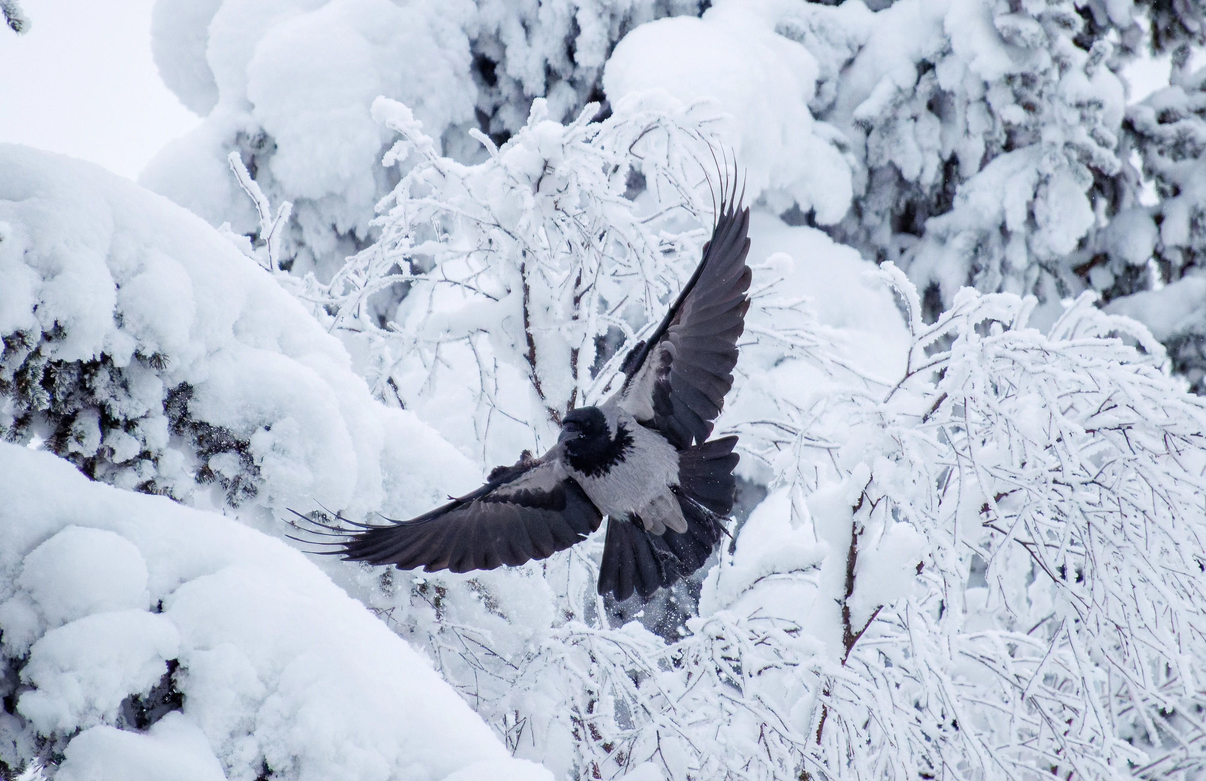 Hooded Crow in flight, Ÿllas, Finland — photo by Orlando Prugel-Bennett