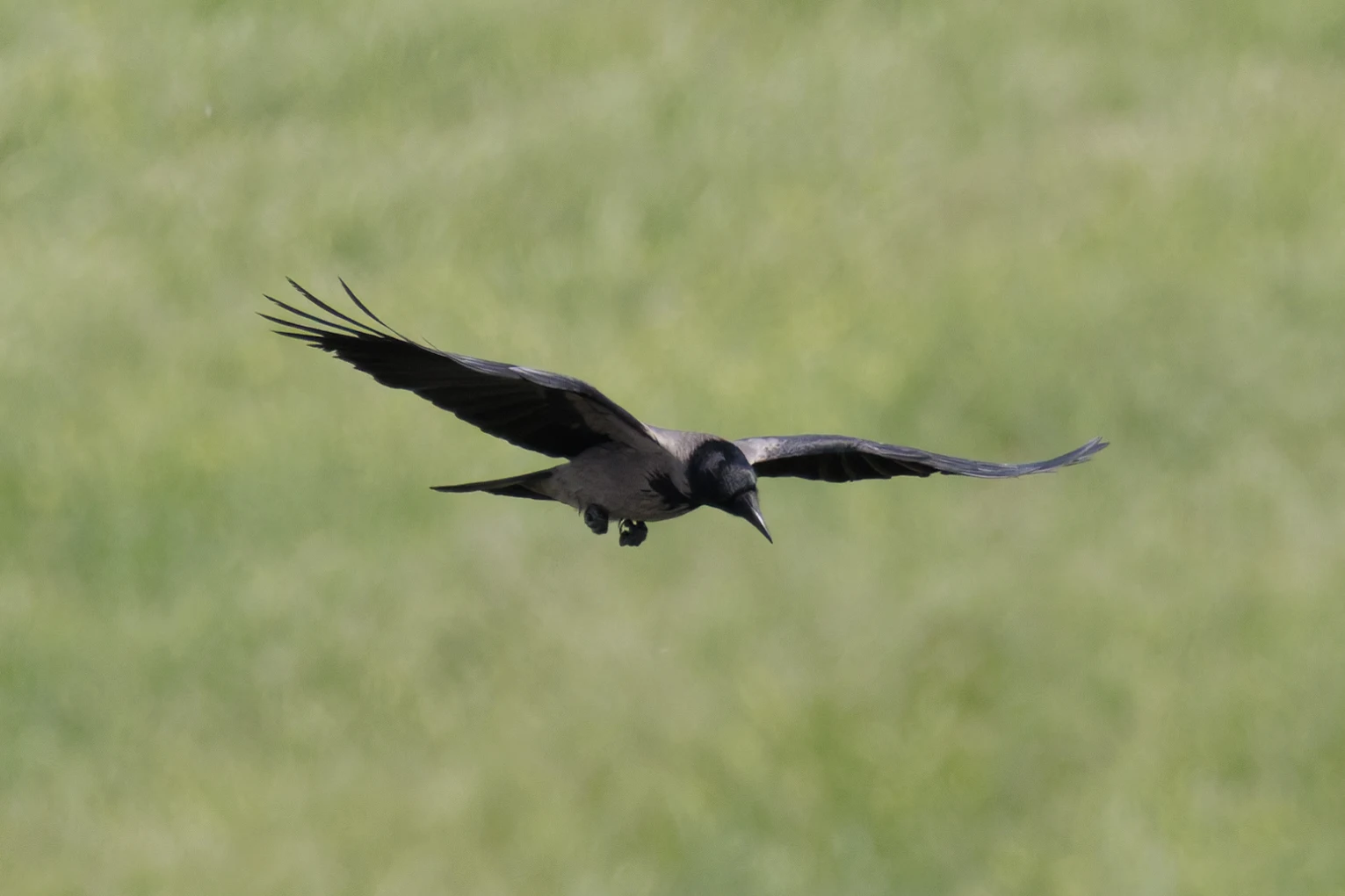 Hooded Crow, Romania — photo by Orlando Prugel-Bennett