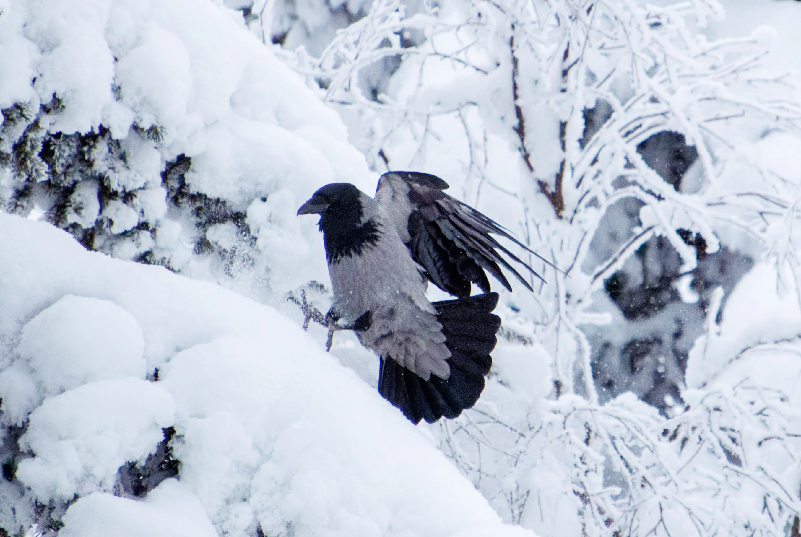 Hooded Crow, Ÿllas, Finland — photo by Orlando Prugel-Bennett