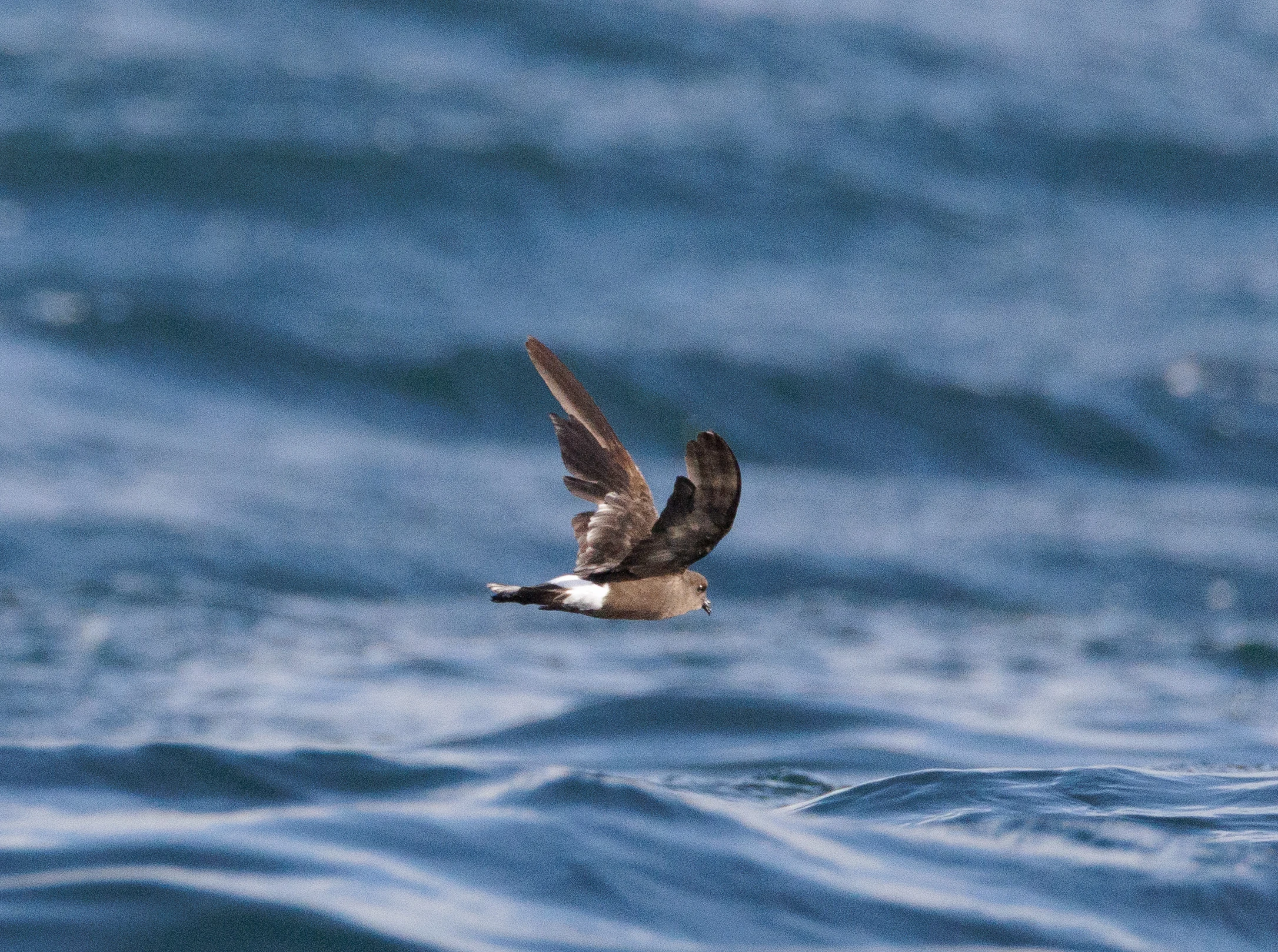 Manx Shearwater, Cornwall, UK — photo by Orlando Prugel-Bennett