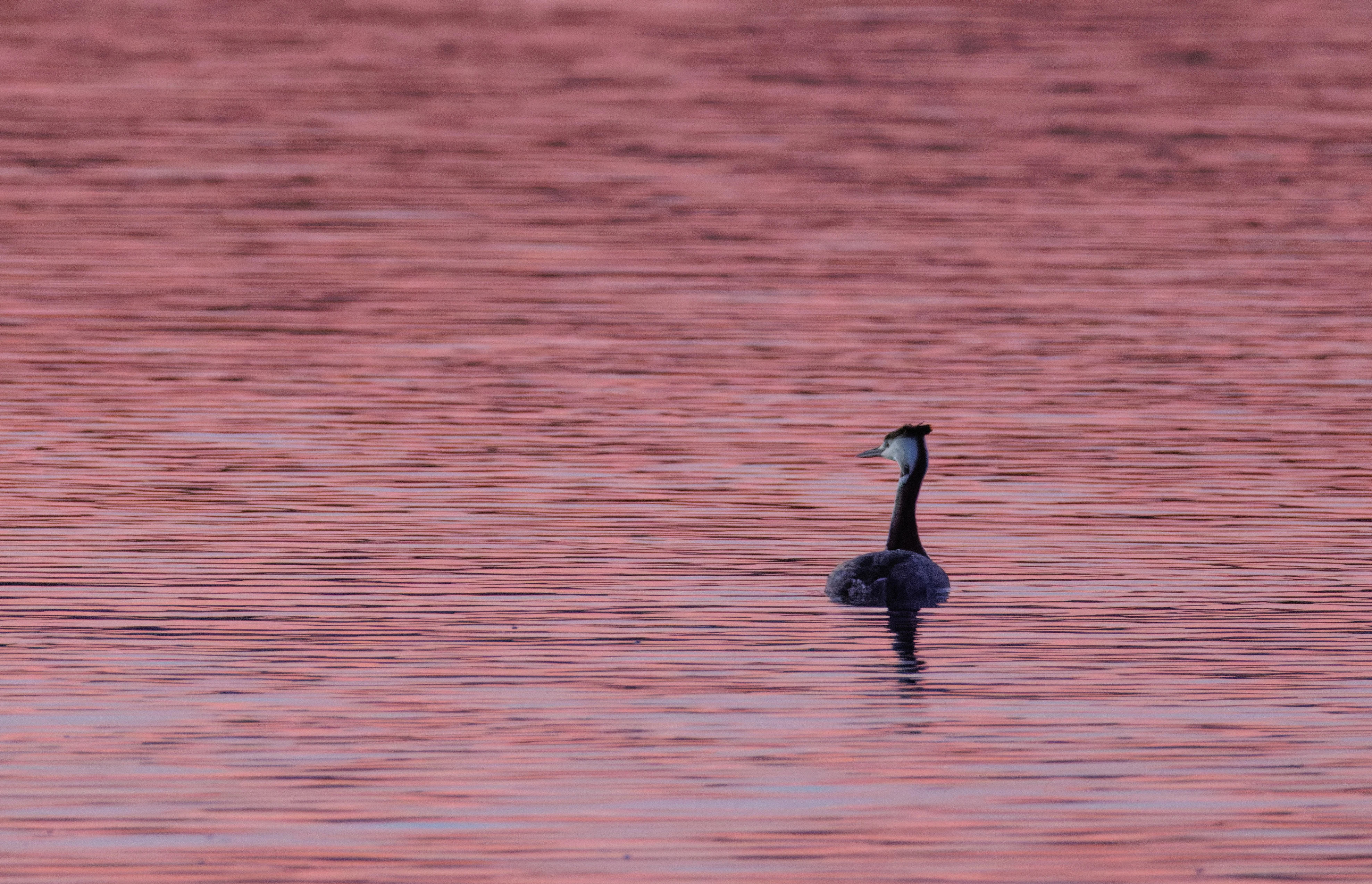 Great Crested Grebe, Clot De Galvany, Alicante, Spain — photo by Orlando Prugel-Bennett