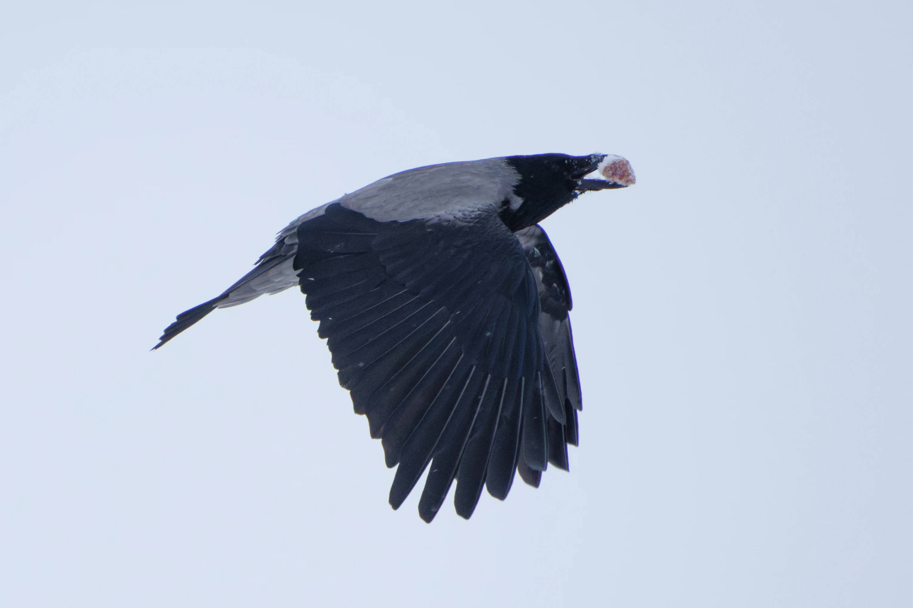 Hooded Crow in flight, Ÿllas, Finland — photo by Orlando Prugel-Bennett