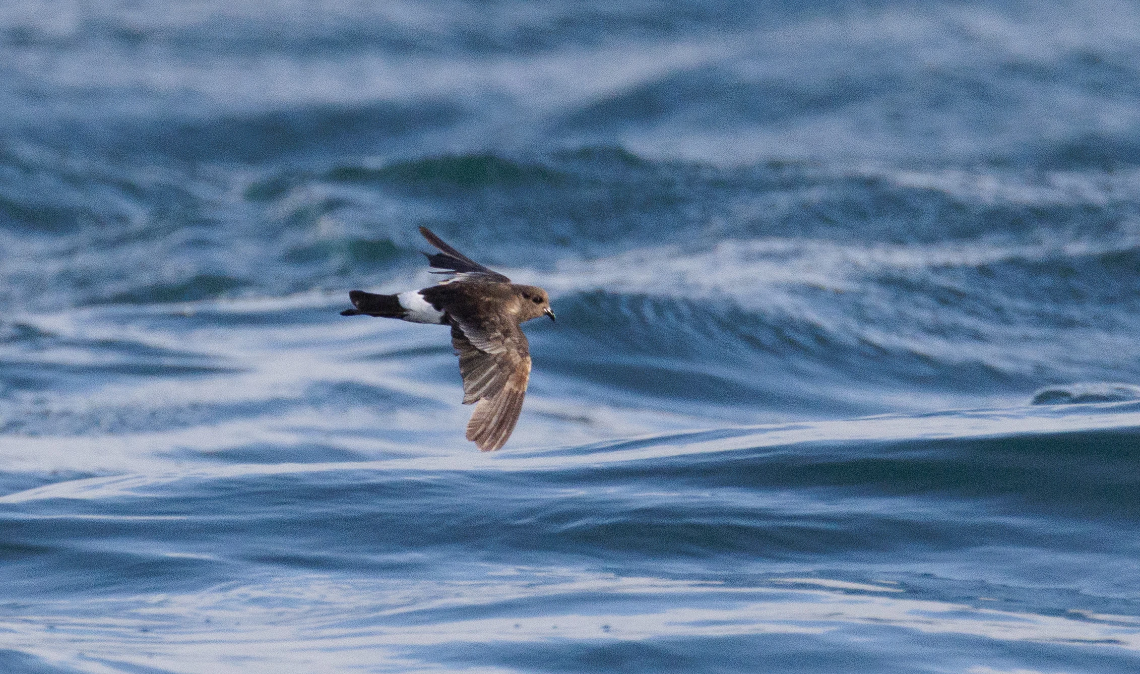 European Storm Petrel, Cornwall, UK — photo by Orlando Prugel-Bennett