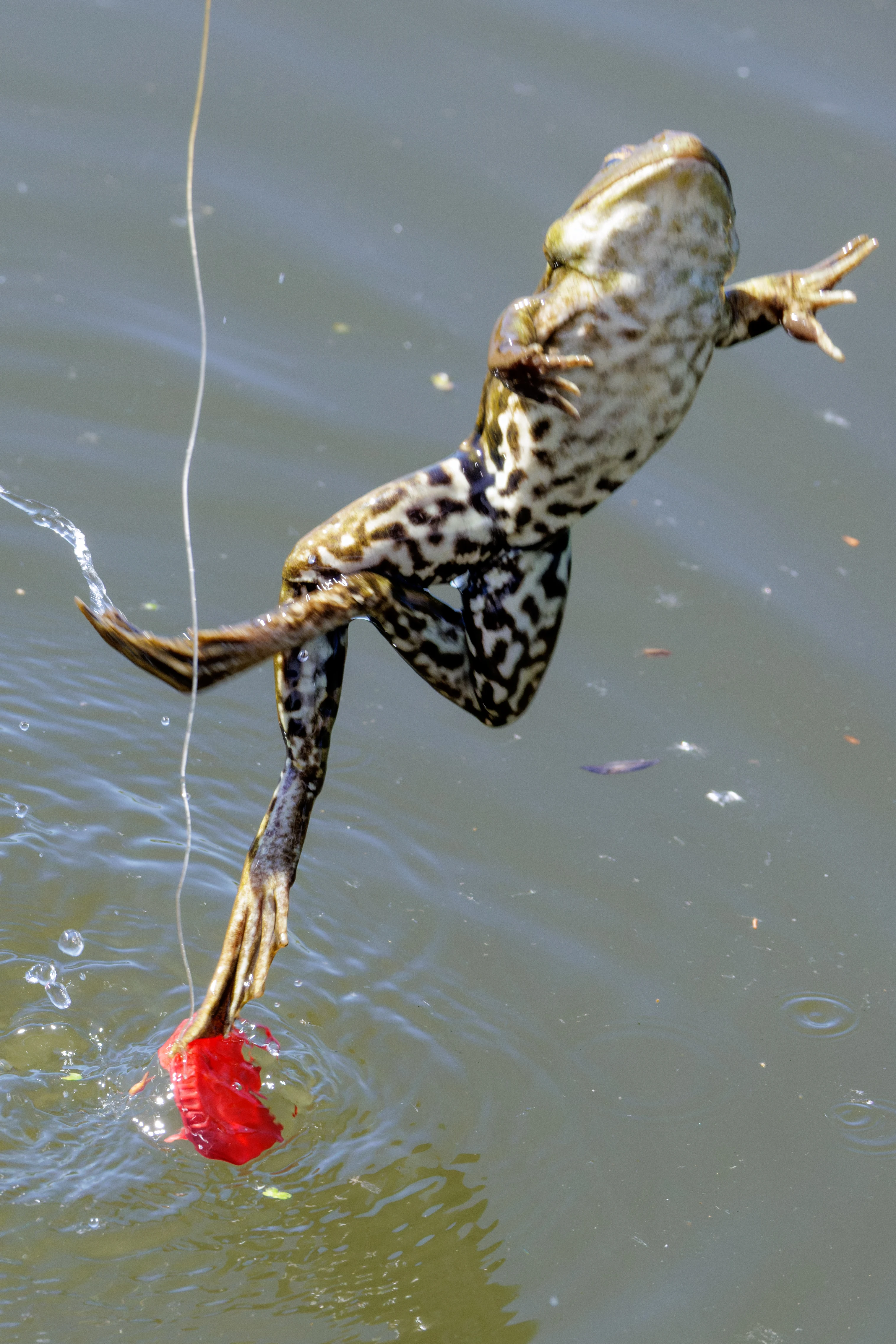 Frog, Danube Delta, Romania — photo by Orlando Prugel-Bennett