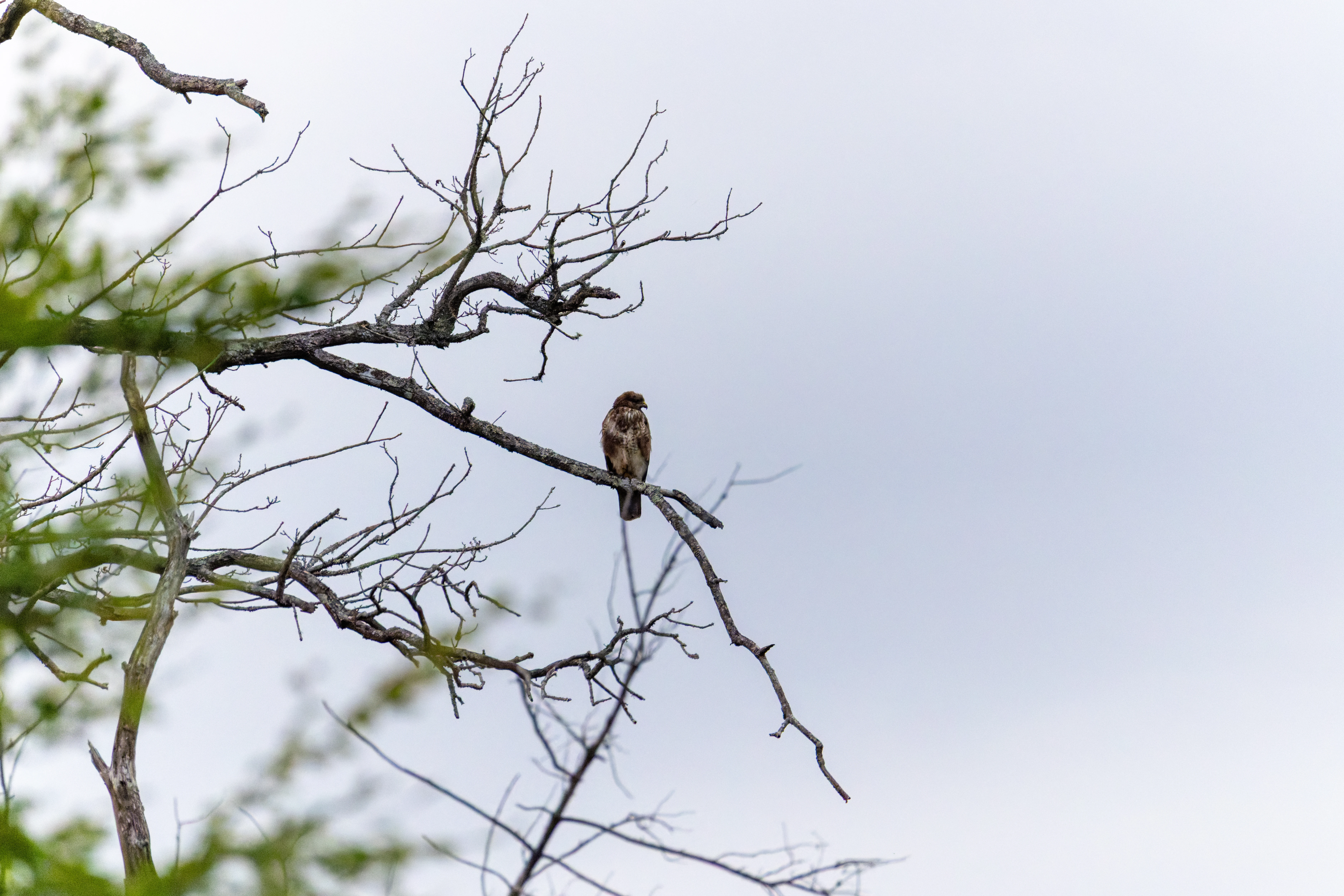 Common Buzzard, Acres Down, Hampshire, UK — photo by Orlando Prugel-Bennett