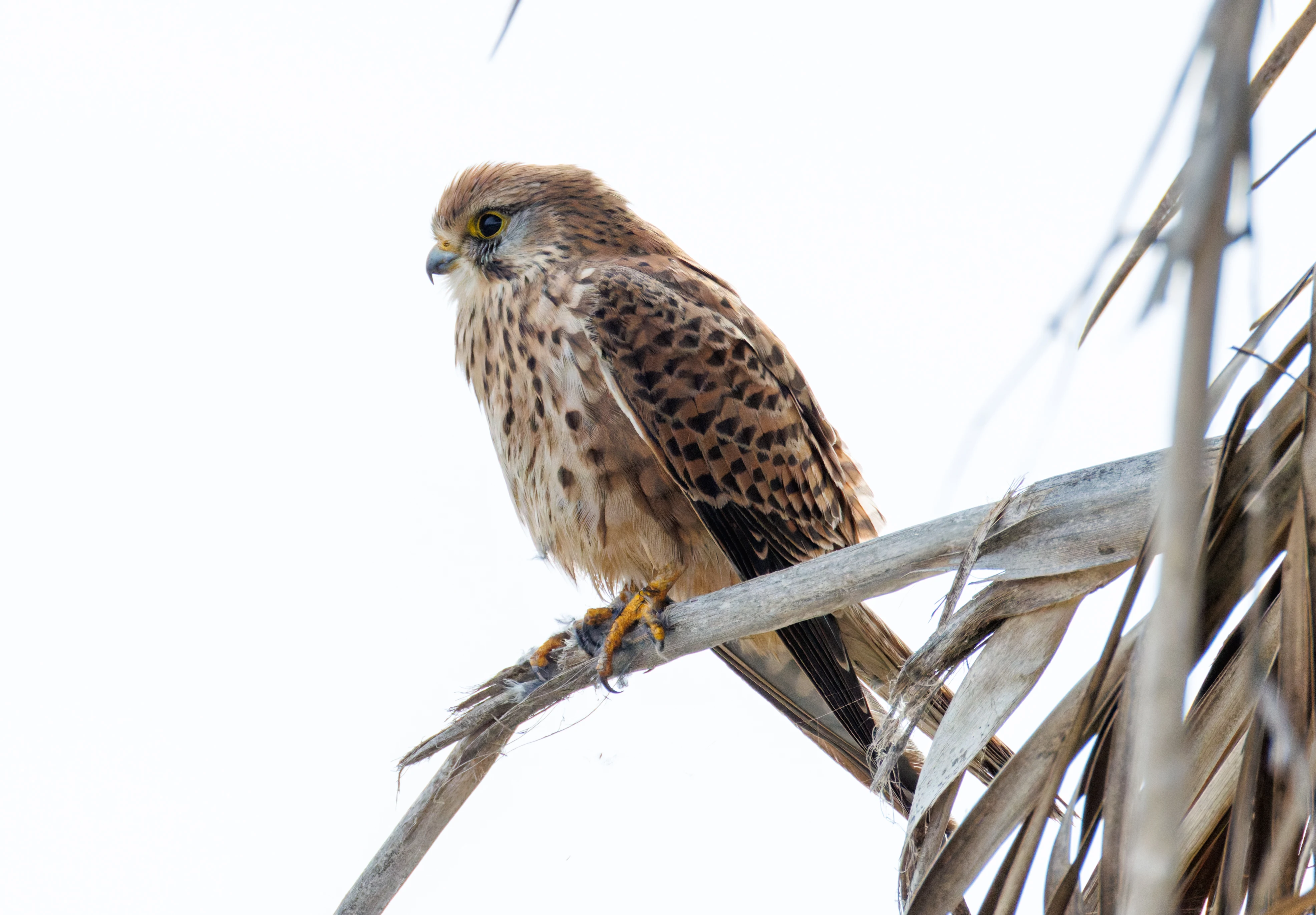 Kestrel, El Hondo, Spain — photo by Orlando Prugel-Bennett