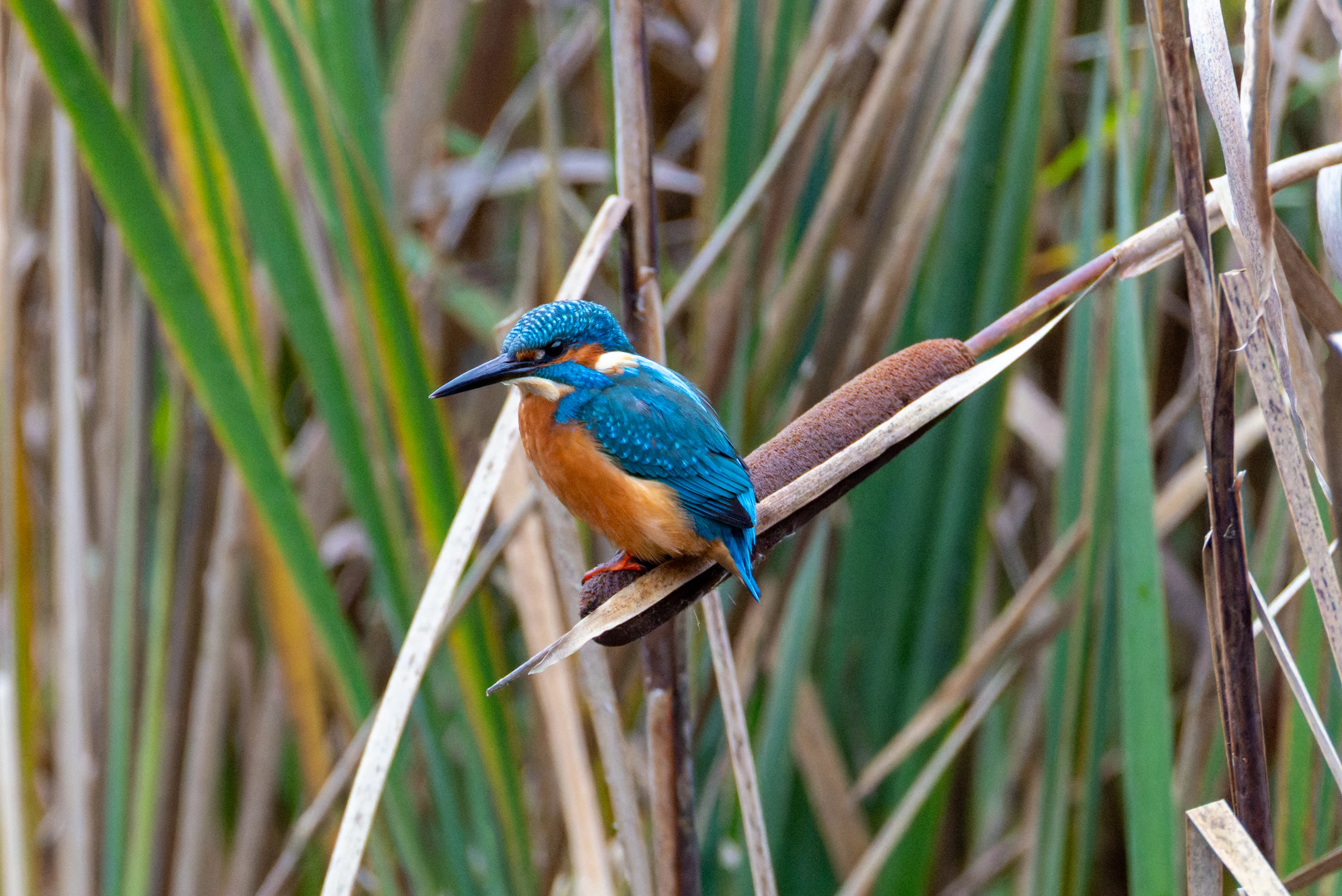 Common Kingfisher, Blashford Lakes, Hampshire, UK — photo by Orlando Prugel-Bennett