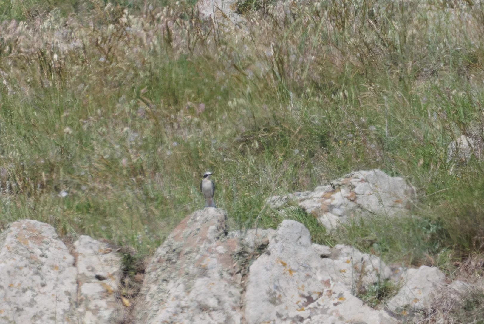 Northern Wheatear, Romanian Steppe, Romania — photo by Orlando Prugel-Bennett