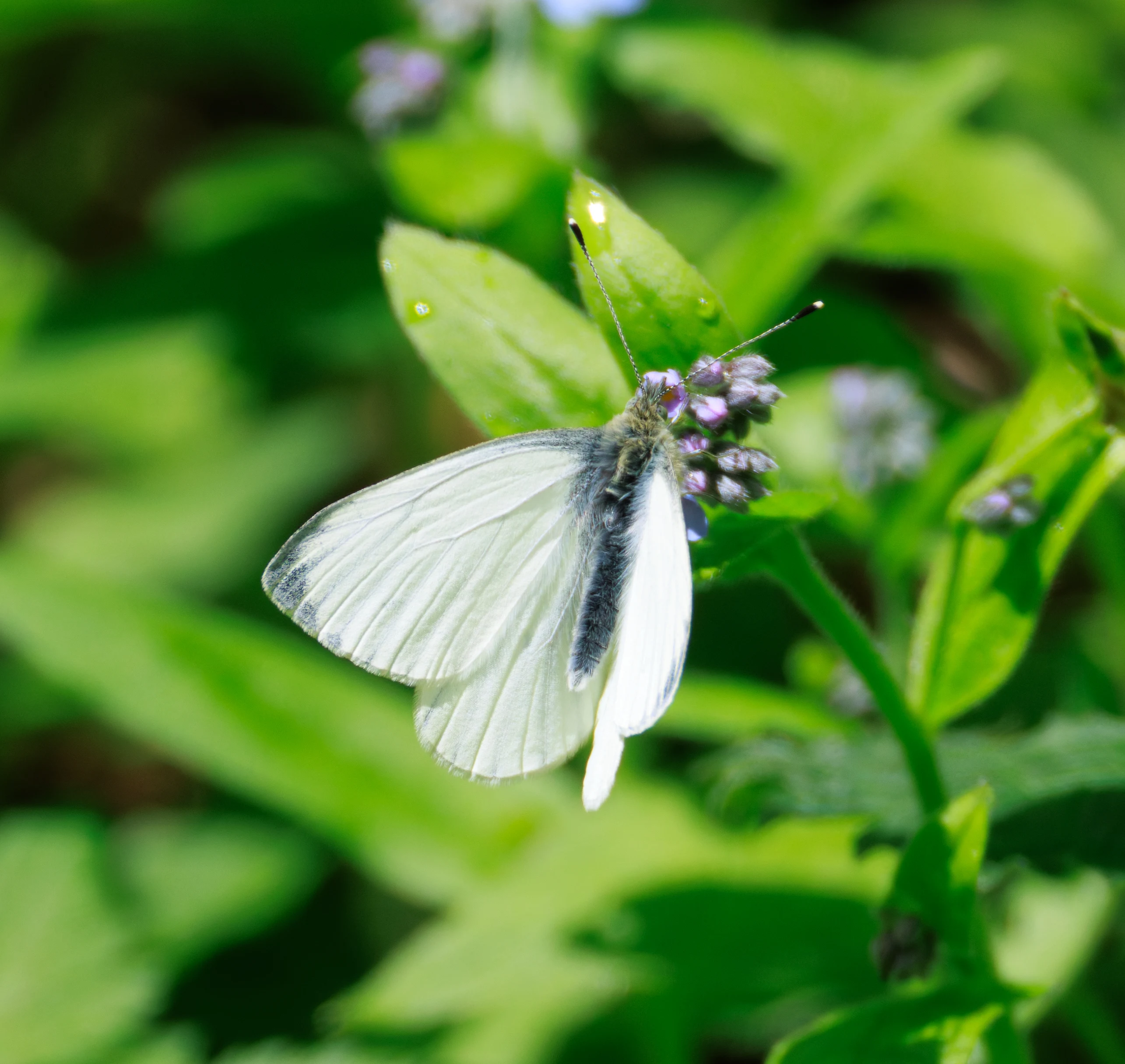 Green-veined White Butterfly, Transylvania, Romania — photo by Orlando Prugel-Bennett