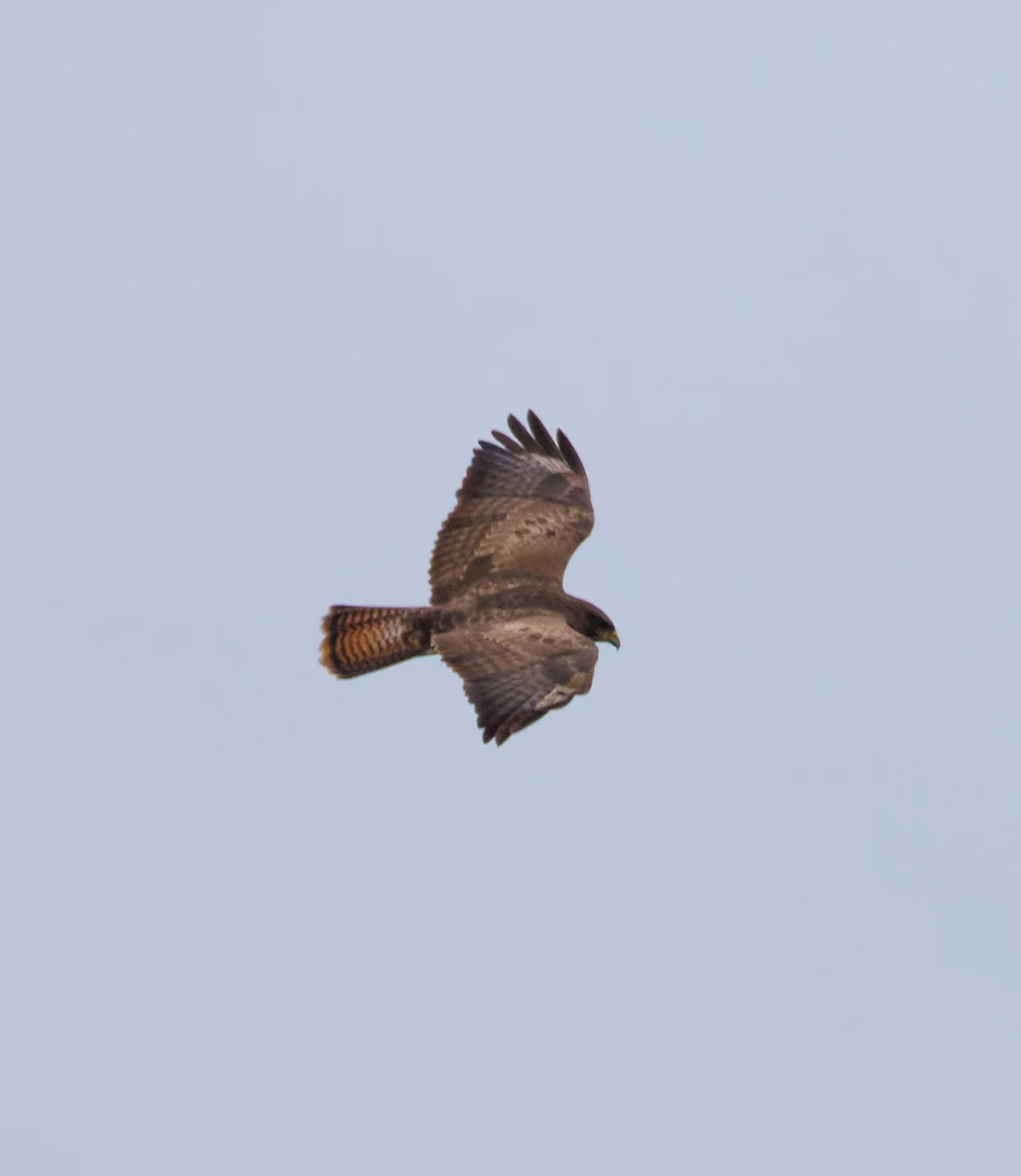 Common Buzzard, Blashford Lakes, Hampshire, UK — photo by Orlando Prugel-Bennett