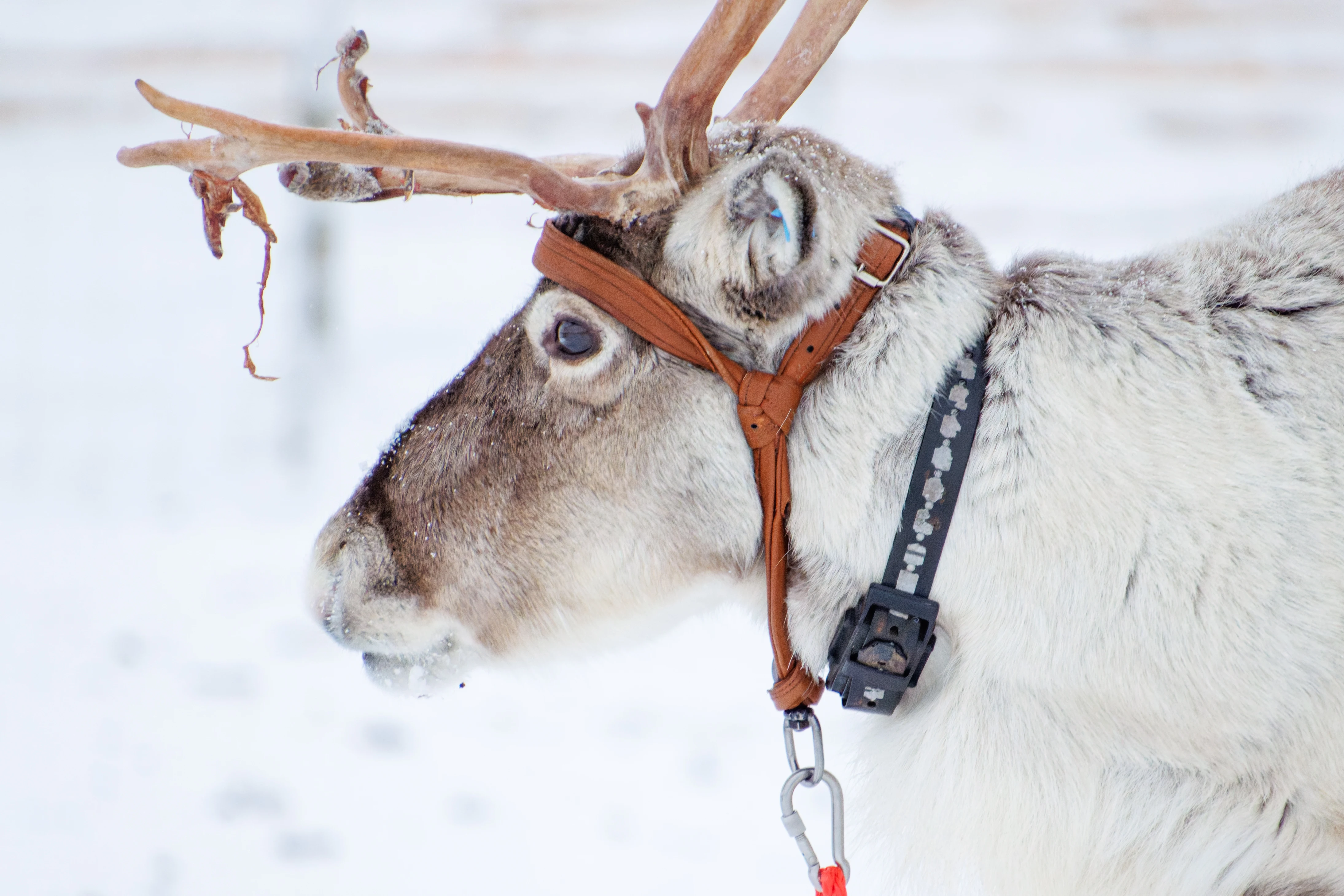 Reindeer, Ÿllas, Finland — photo by Orlando Prugel-Bennett