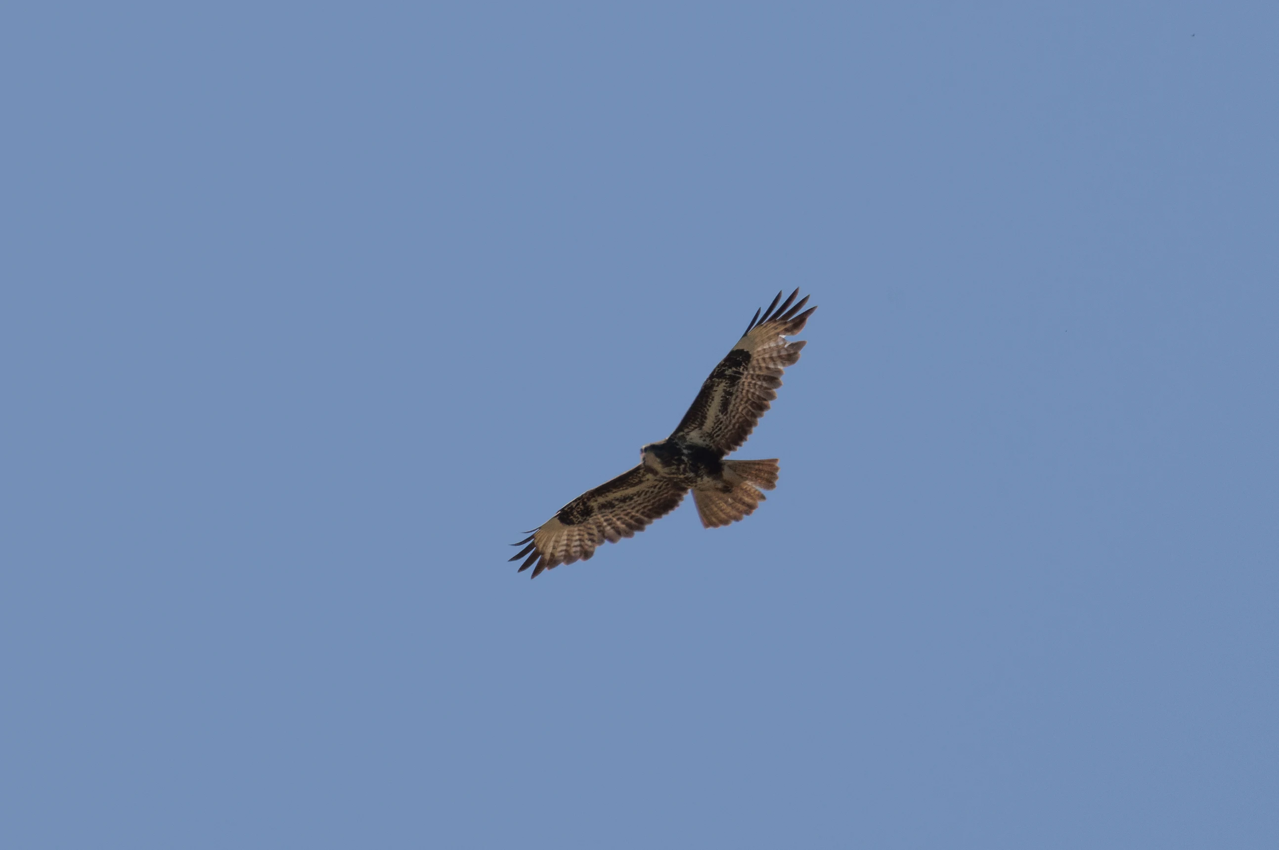 Common Buzzard, Romanian Steppe, Romania — photo by Orlando Prugel-Bennett