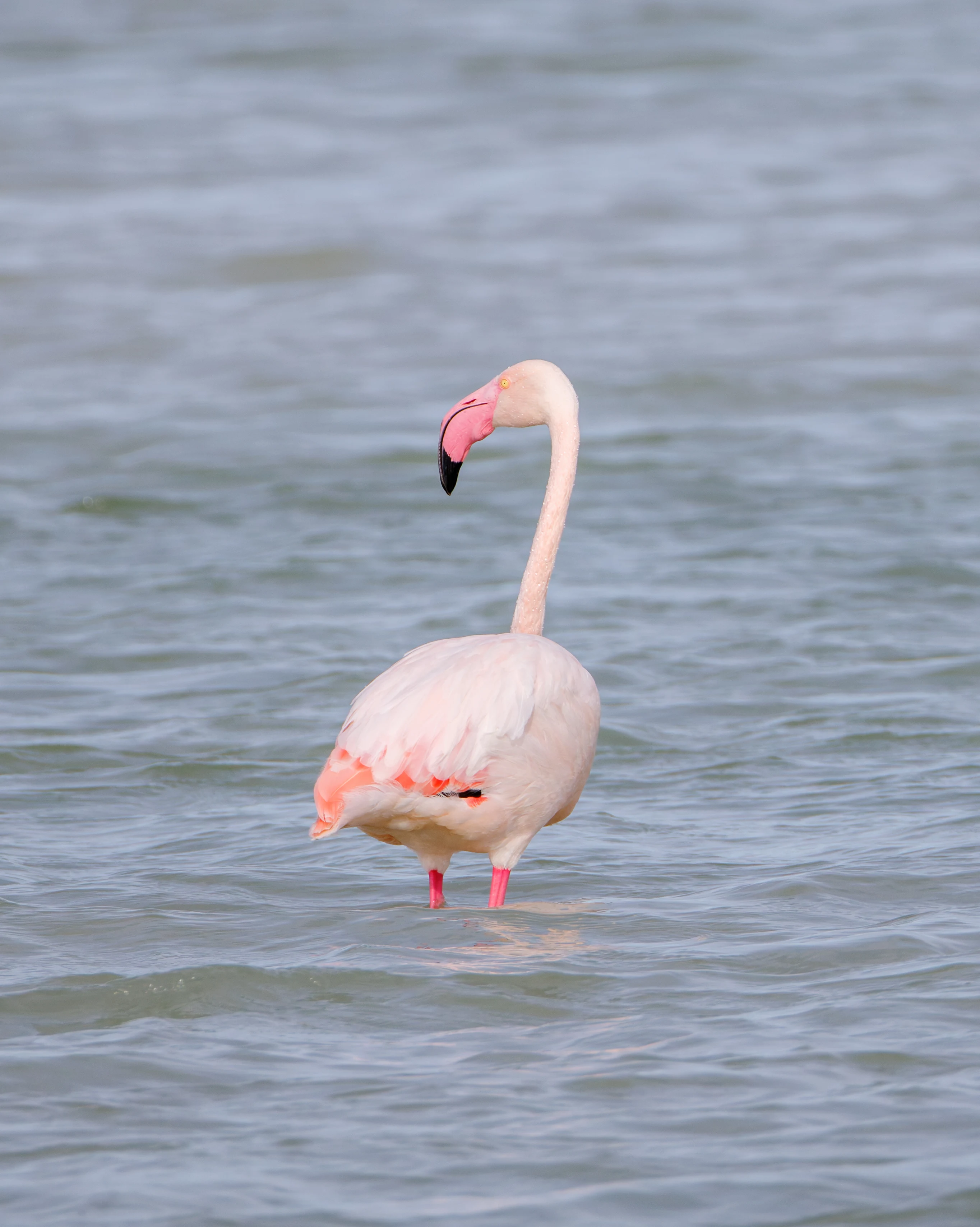 Greater Flamingo, El Hondo, Spain — photo by Orlando Prugel-Bennett