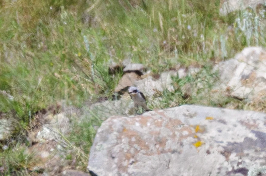 Northern Wheatear, Romanian Steppe, Romania — photo by Orlando Prugel-Bennett