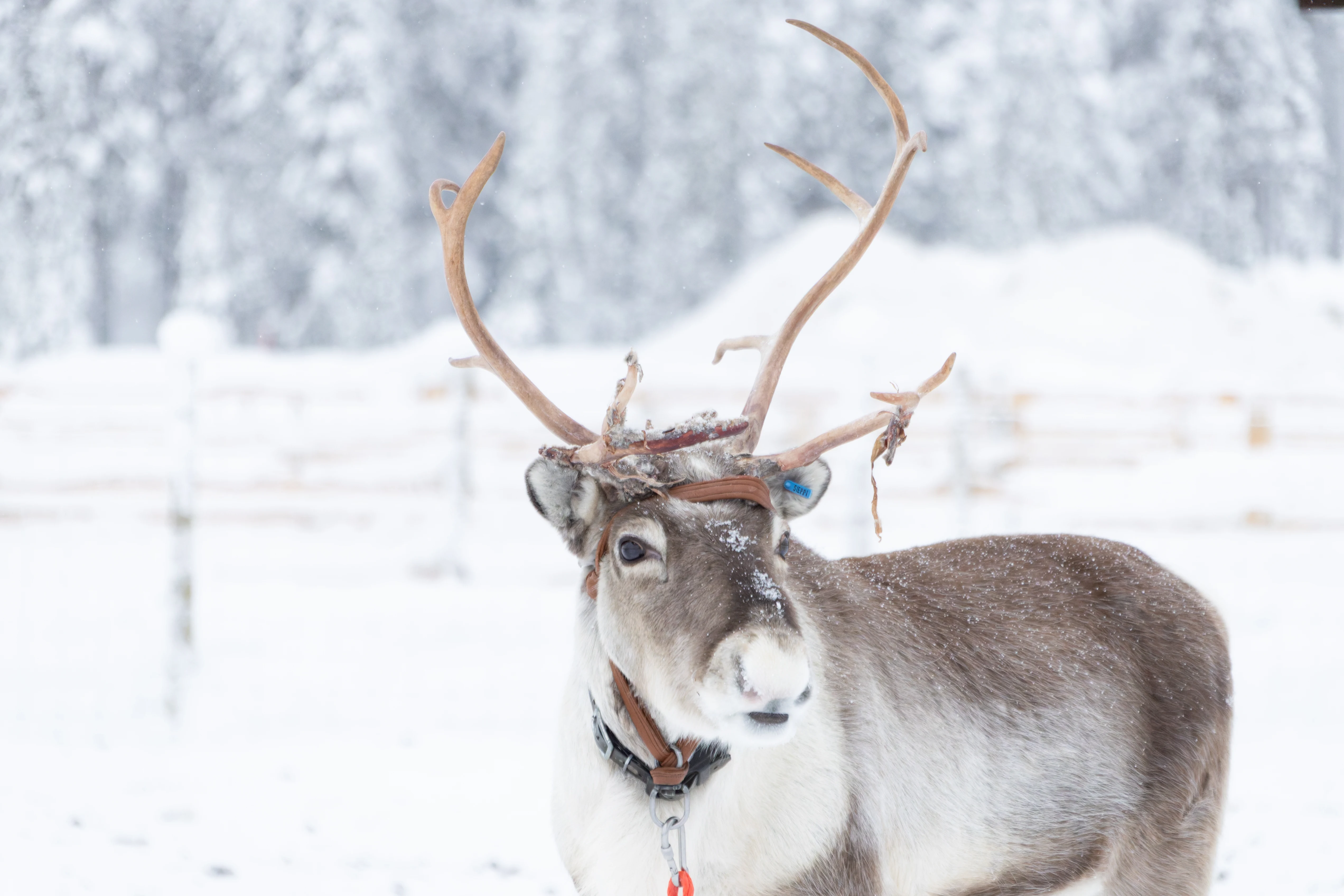 Reindeer, Ÿllas, Finland — photo by Orlando Prugel-Bennett