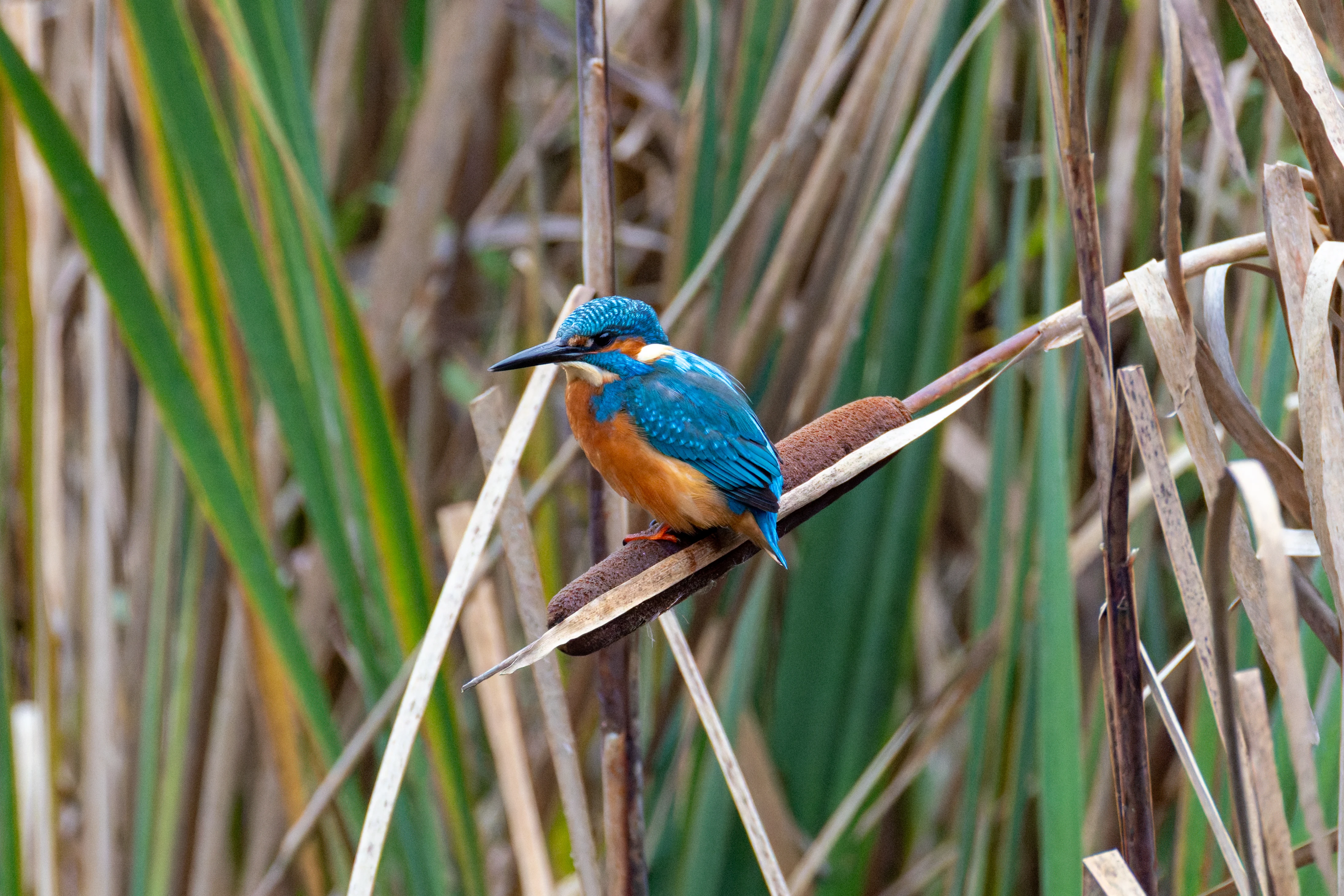 Common Kingfisher, Blashford Lakes, Hampshire, UK — photo by Orlando Prugel-Bennett