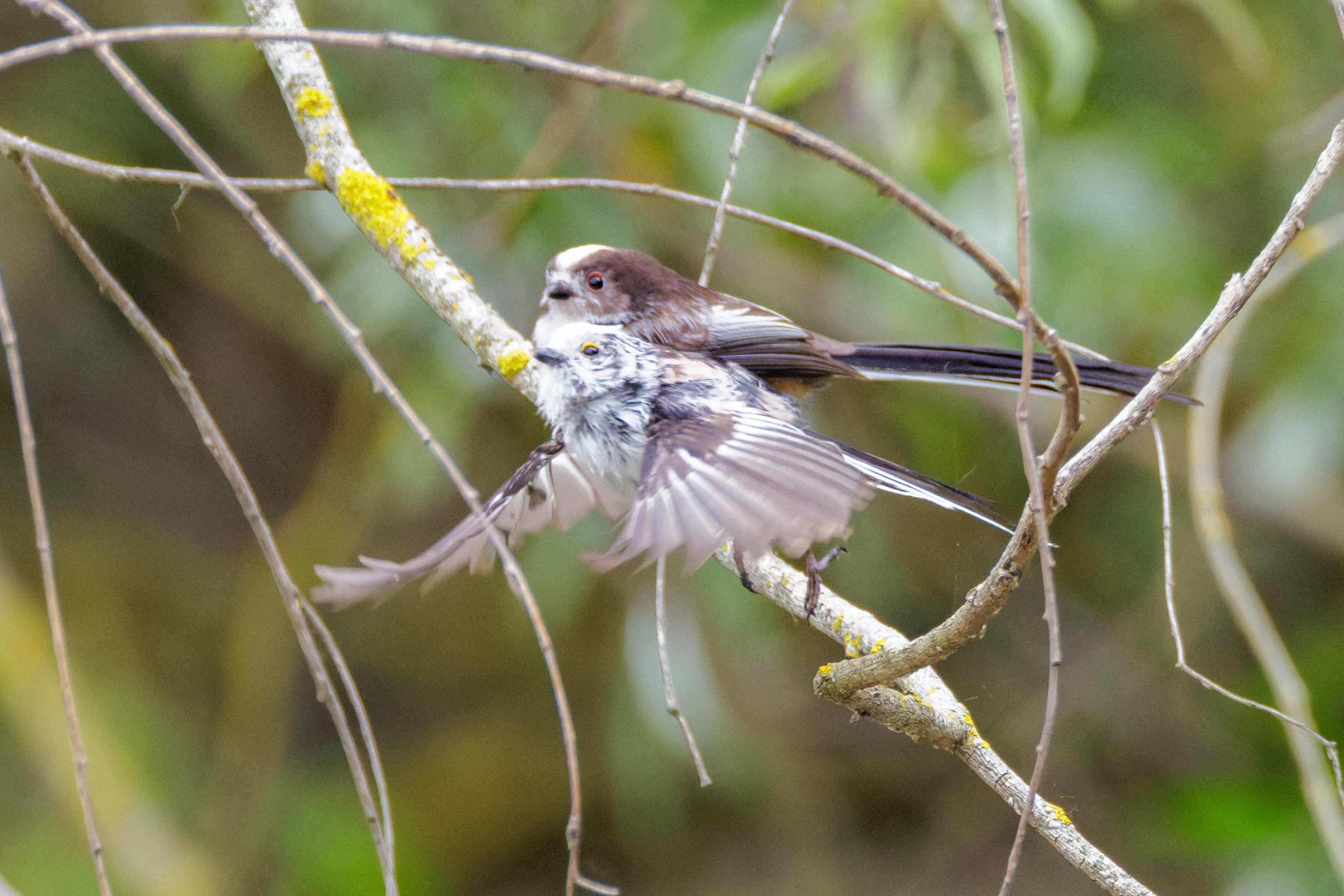 Long-tailed Tits, Danube Delta, Romania — photo by Orlando Prugel-Bennett