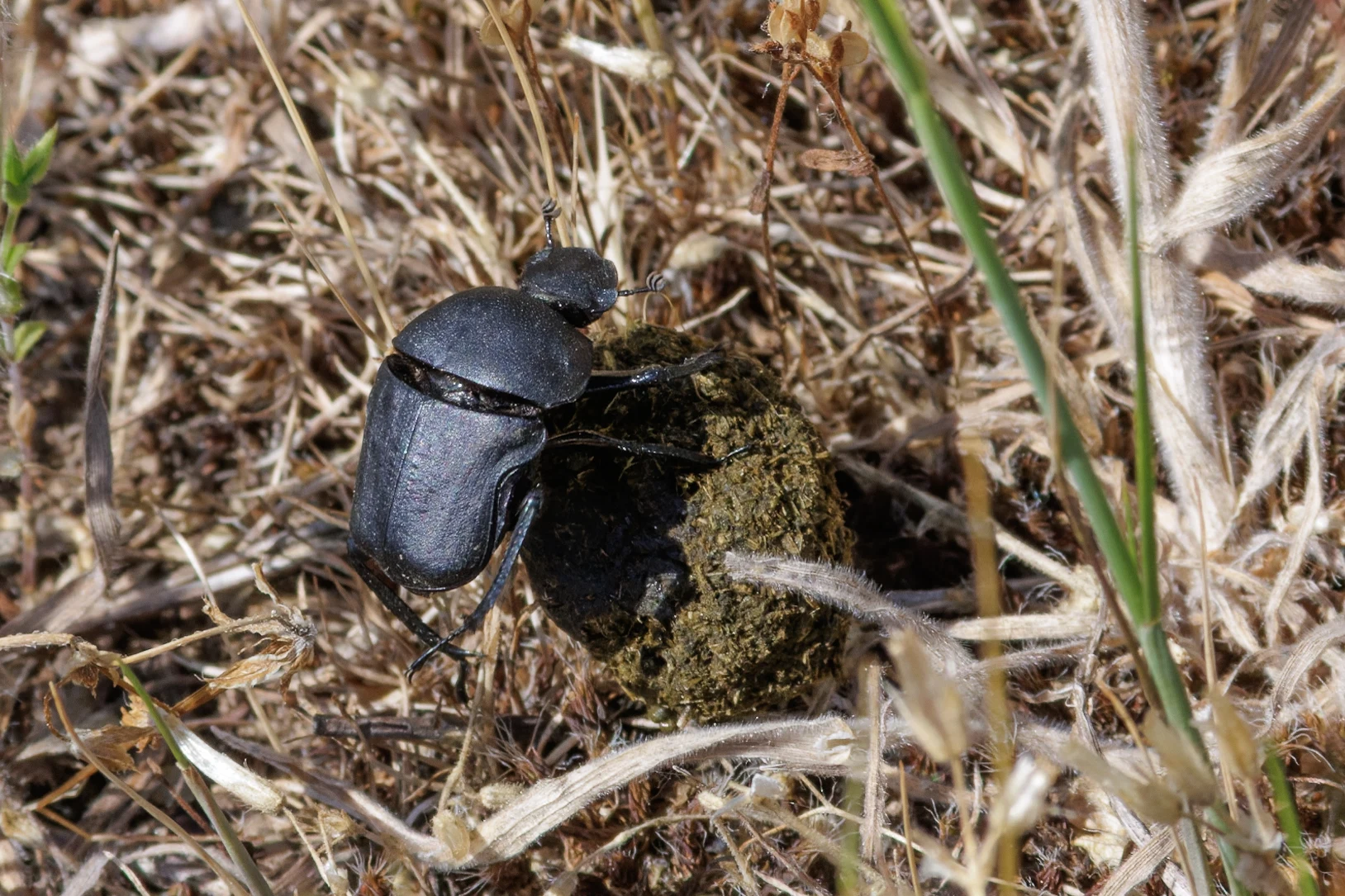 dung beetle, Romanian Steppe, Romania — photo by Orlando Prugel-Bennett