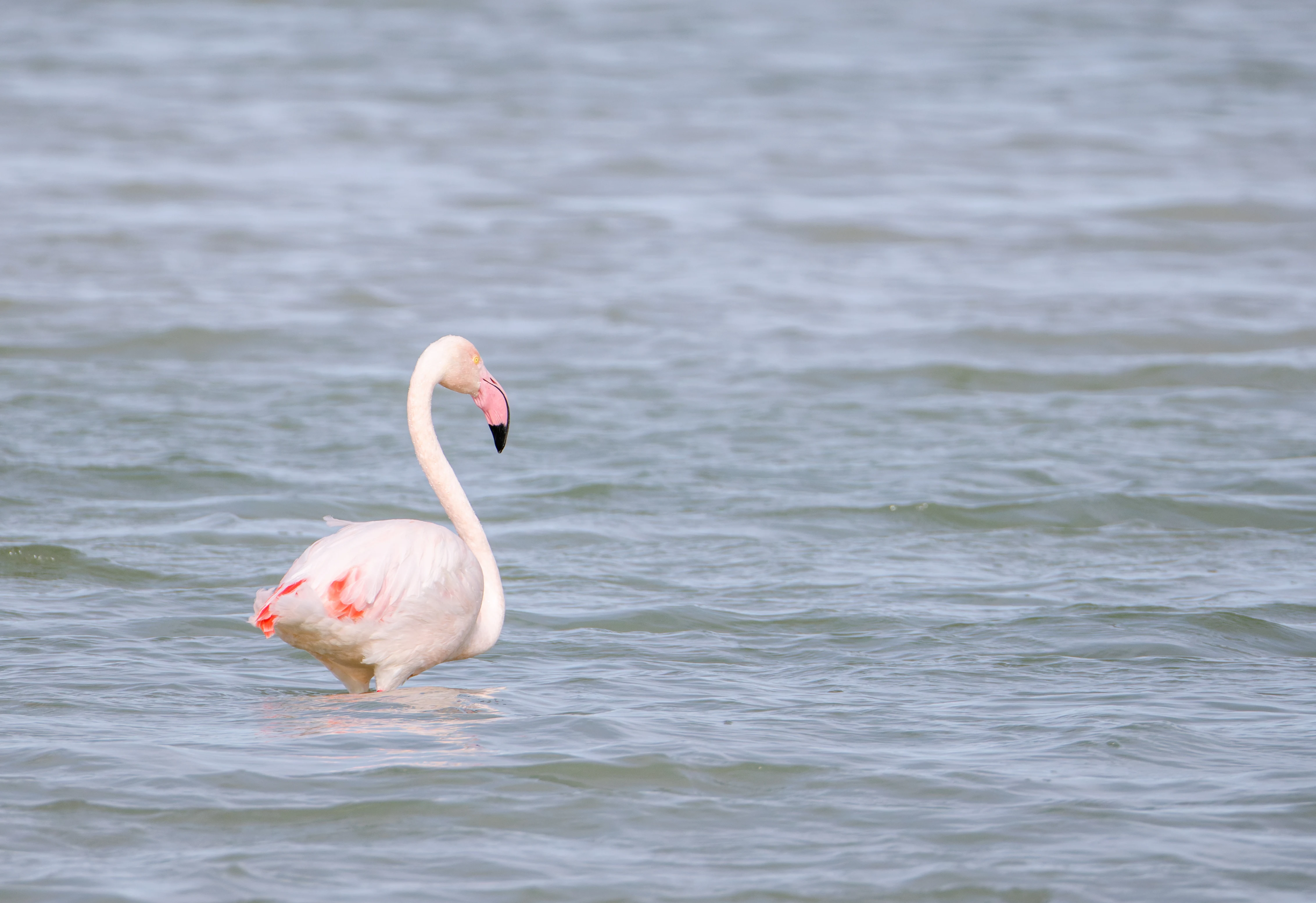 Greater Flamingo, El Hondo, Spain — photo by Orlando Prugel-Bennett