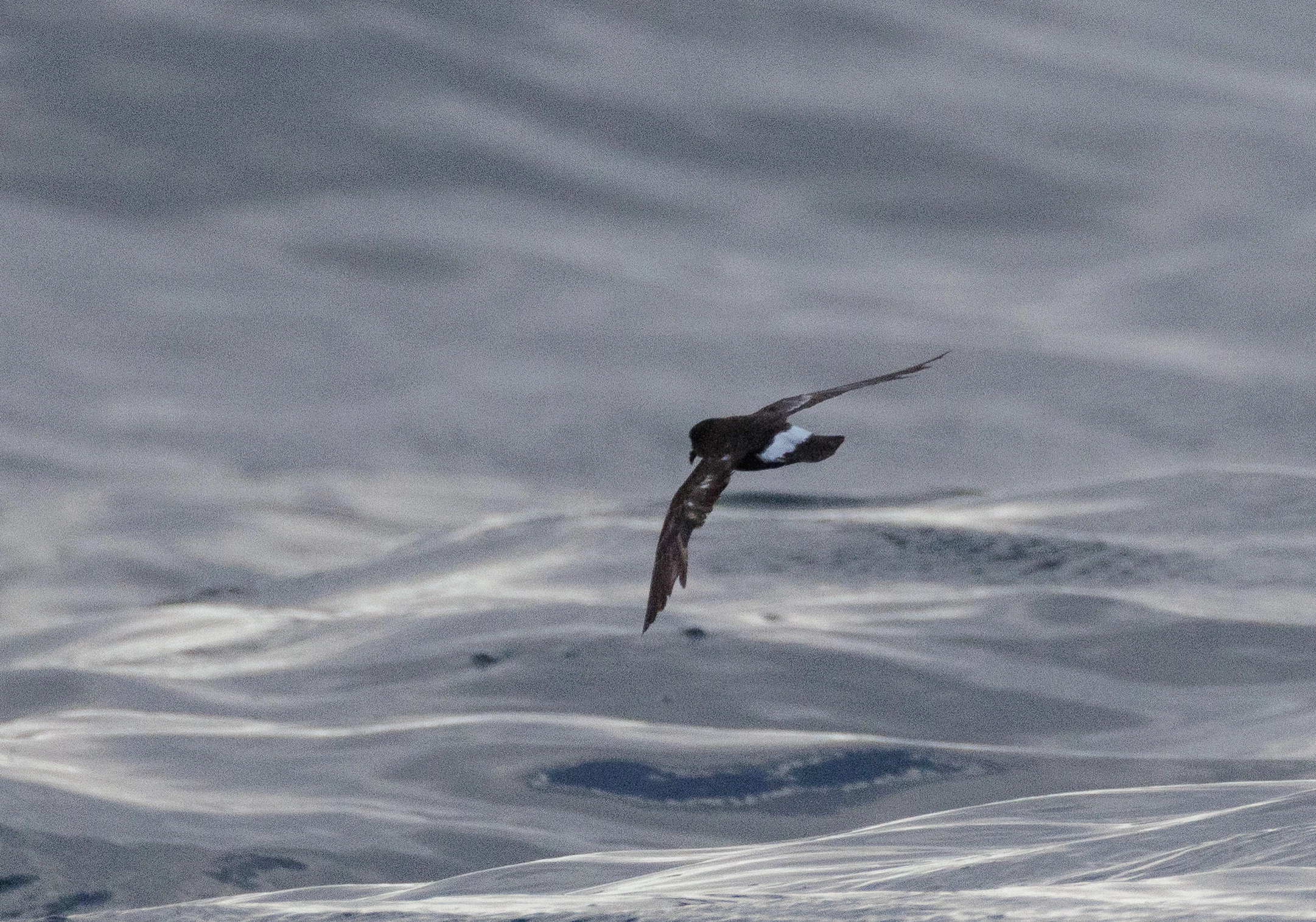 European Storm Petrel, Cornwall, UK — photo by Orlando Prugel-Bennett