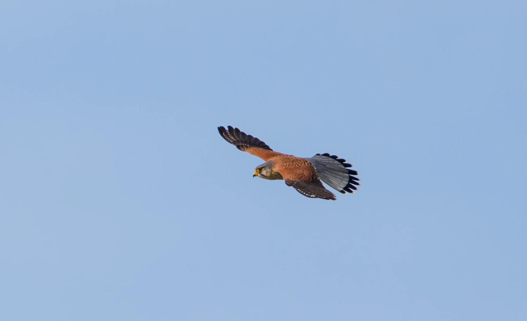 Kestrel, El Hondo, Spain — photo by Orlando Prugel-Bennett