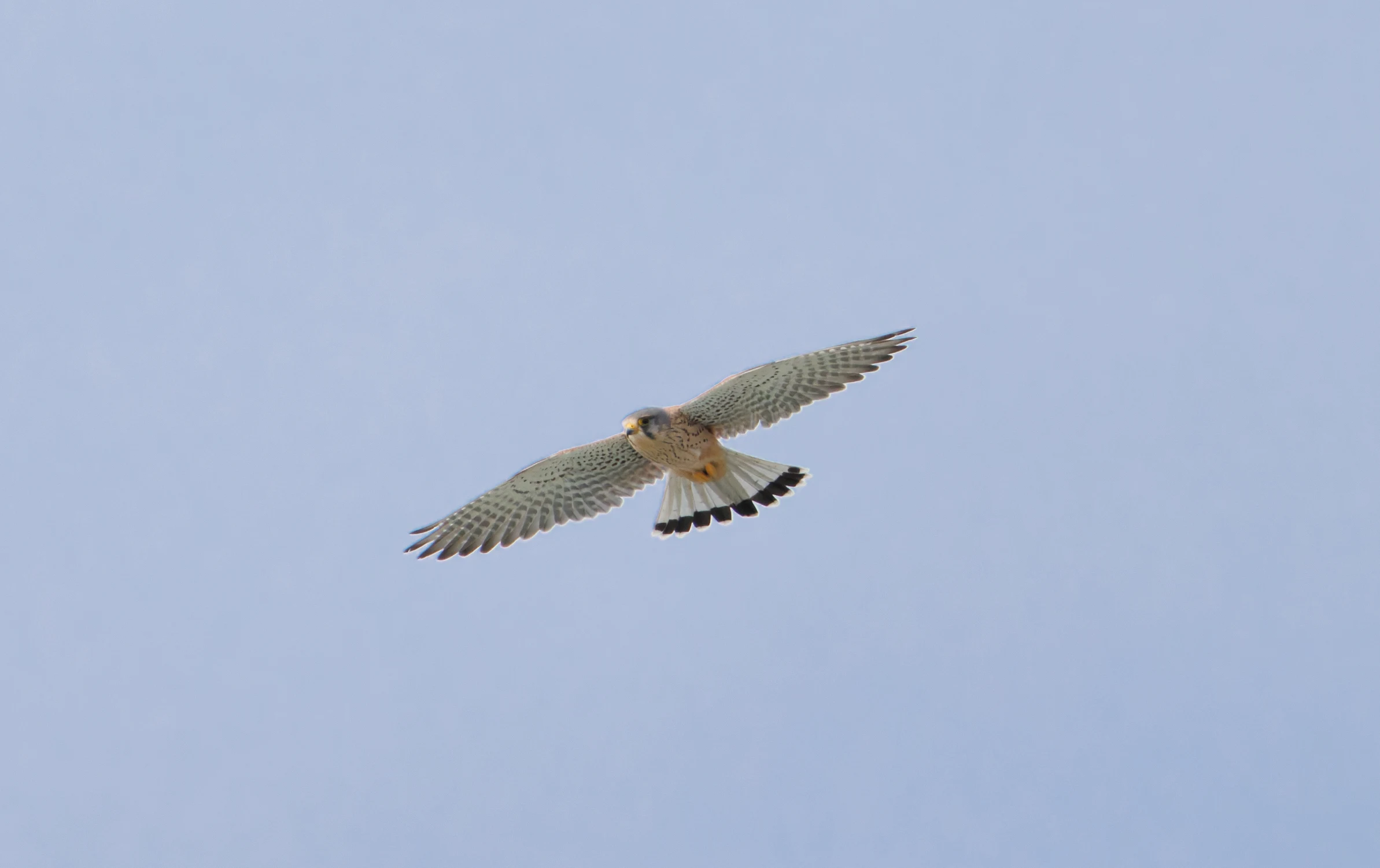Kestrel, El Hondo, Spain — photo by Orlando Prugel-Bennett