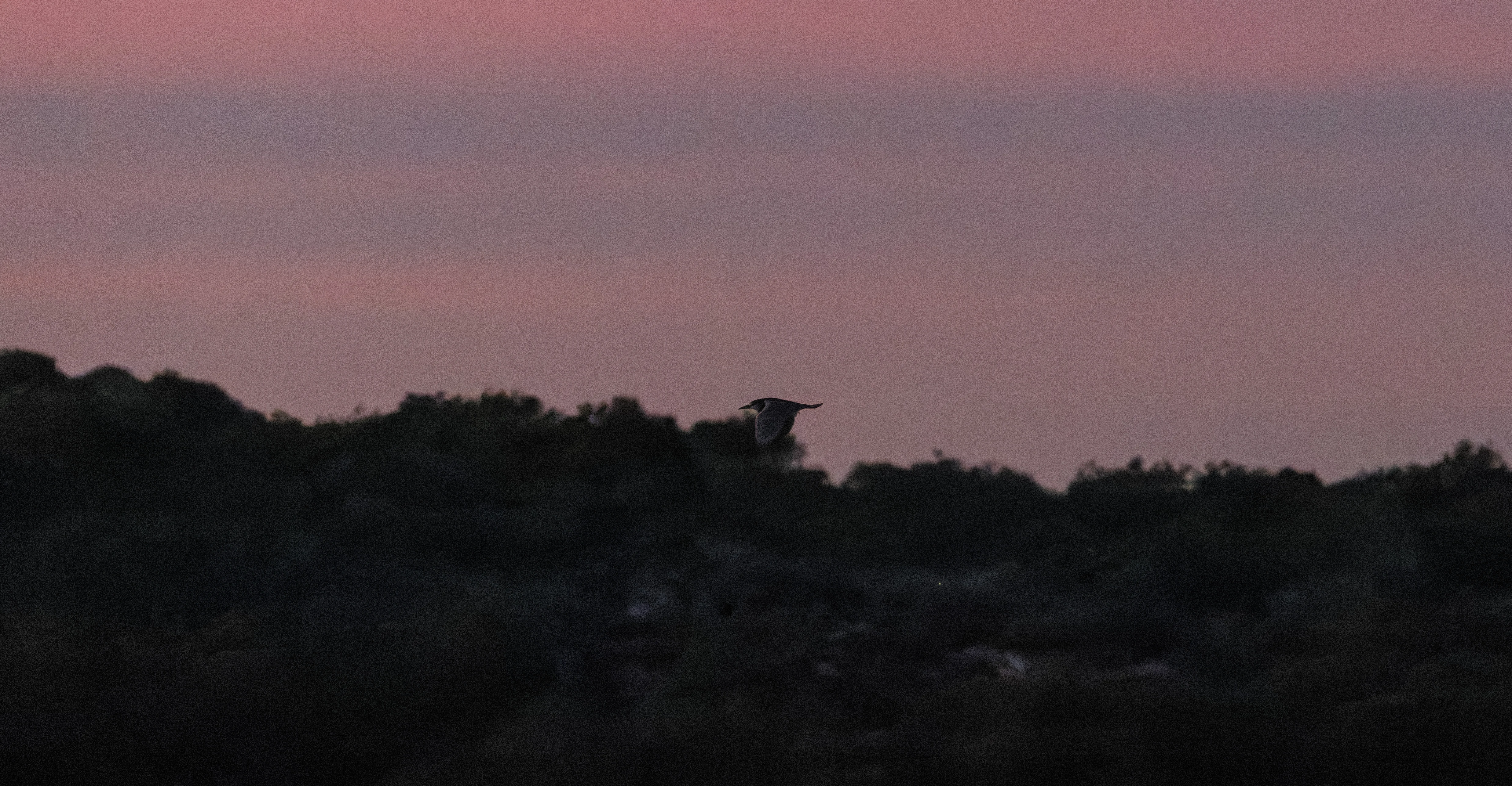 Black-crowned night heron, Clot De Galvany, Alicante, Spain — photo by Orlando Prugel-Bennett