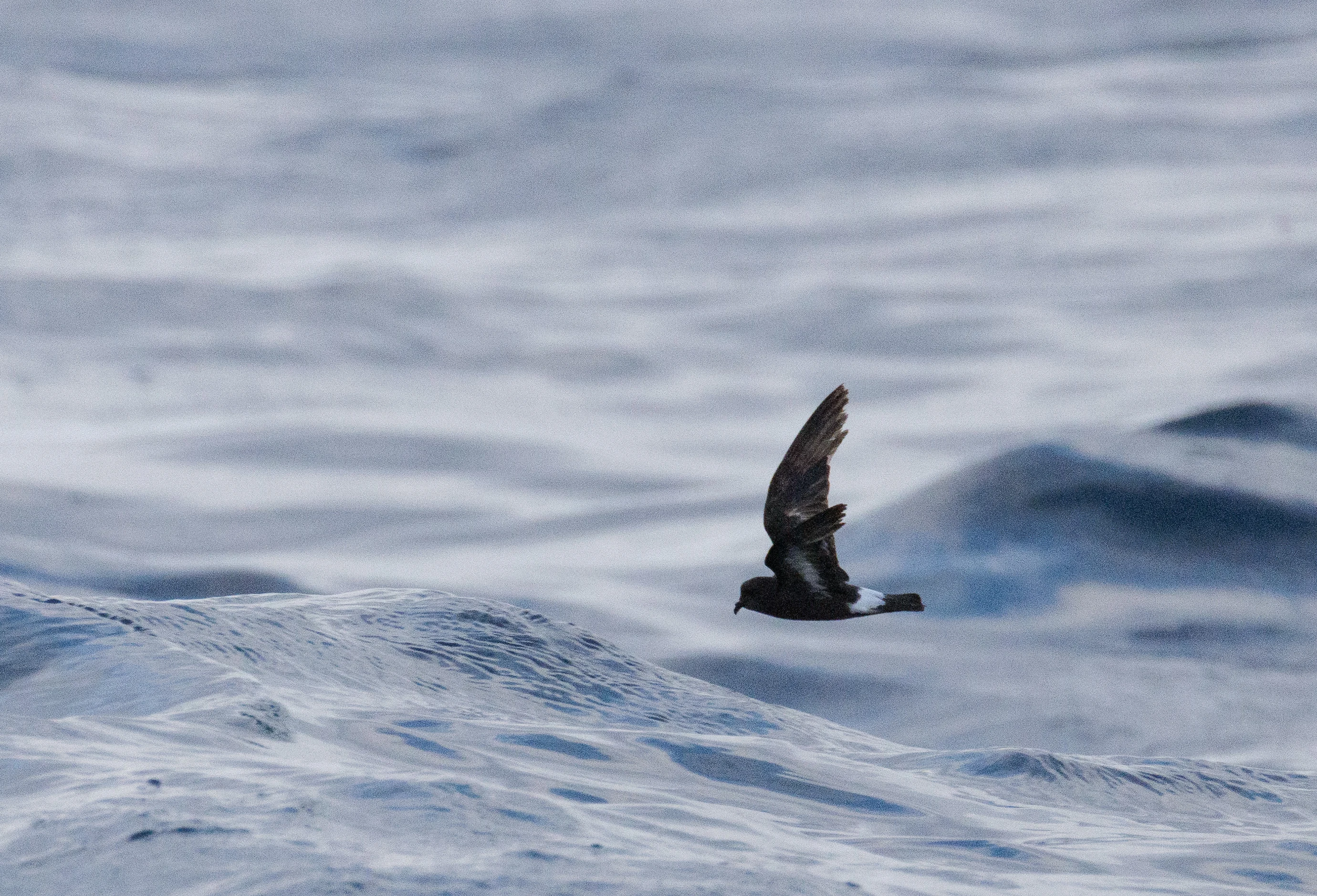 European Storm Petrel, Cornwall, UK — photo by Orlando Prugel-Bennett