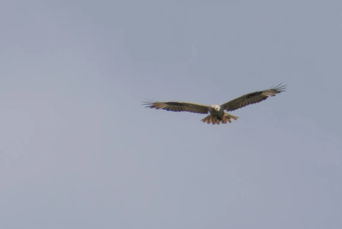 Long-legged Buzzard, Romania — photo by Orlando Prugel-Bennett