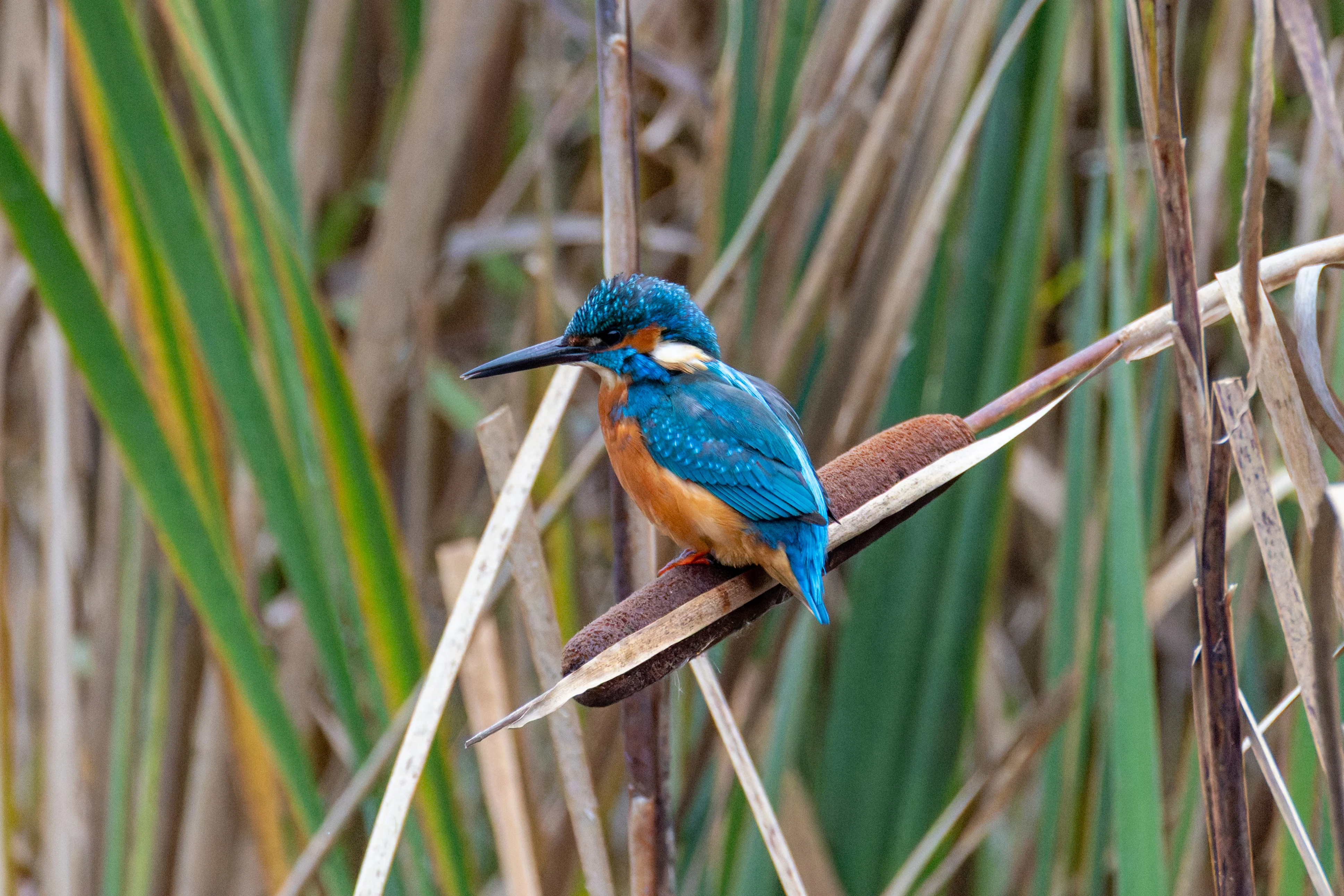 Common Kingfisher, Blashford Lakes, Hampshire, UK — photo by Orlando Prugel-Bennett