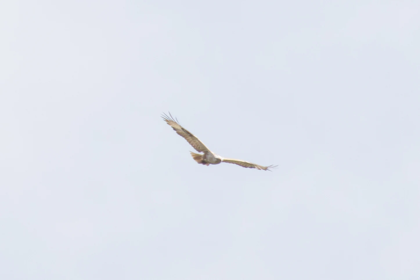 Long-legged Buzzard, Romania — photo by Orlando Prugel-Bennett