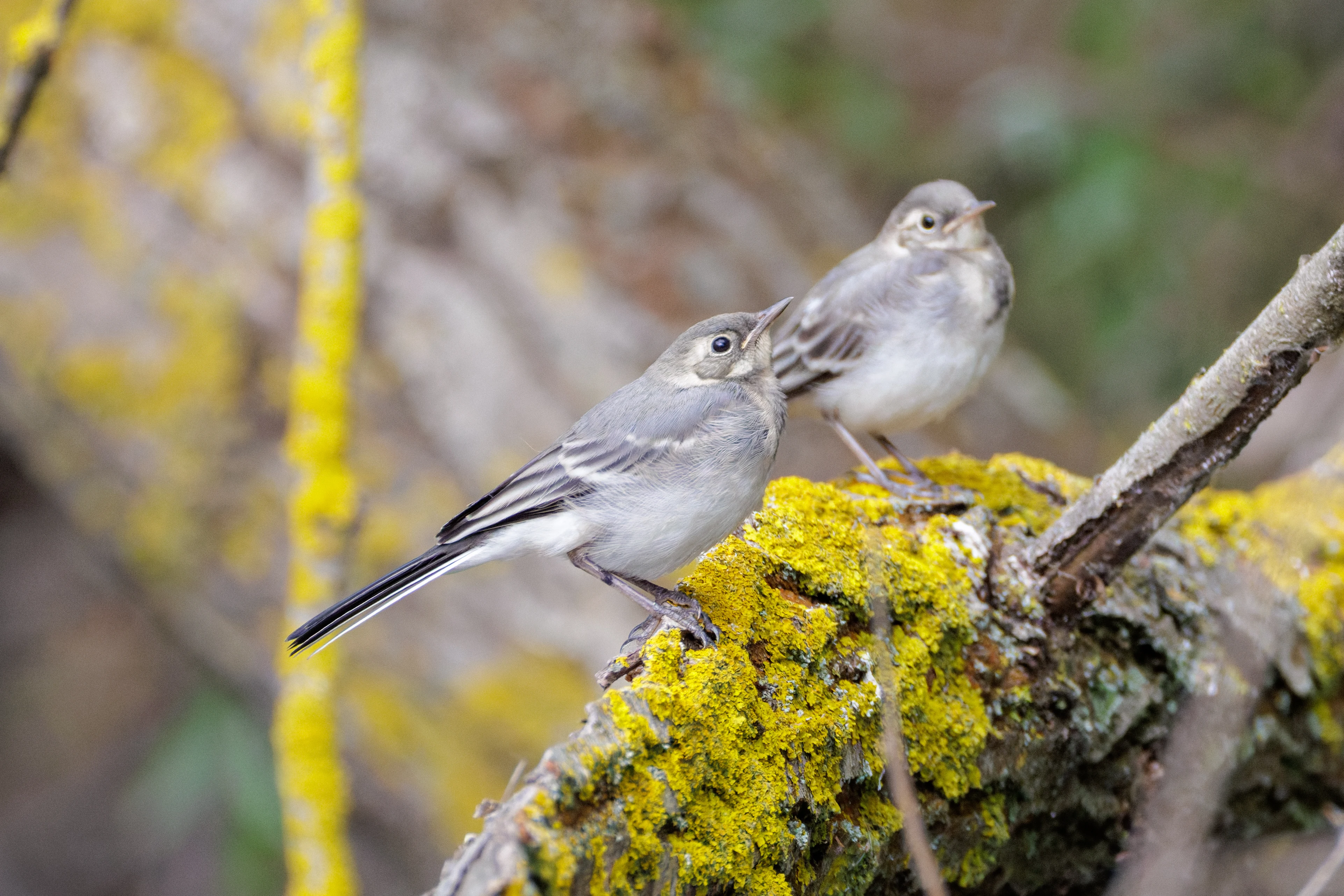White Wagtail, Danube Delta, Romania — photo by Orlando Prugel-Bennett