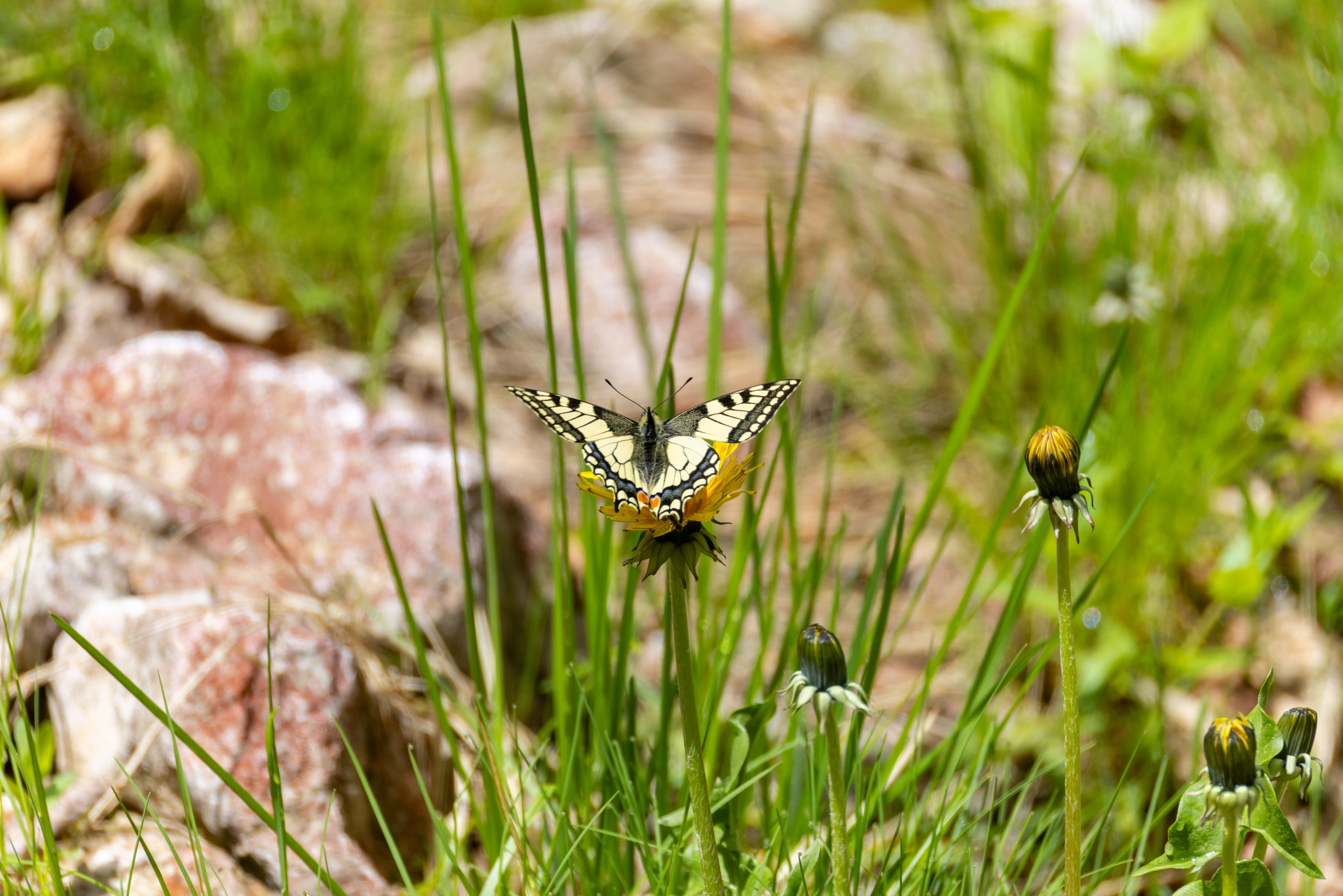 Swallowtail butterfly, Transylvania, Romania — photo by Orlando Prugel-Bennett
